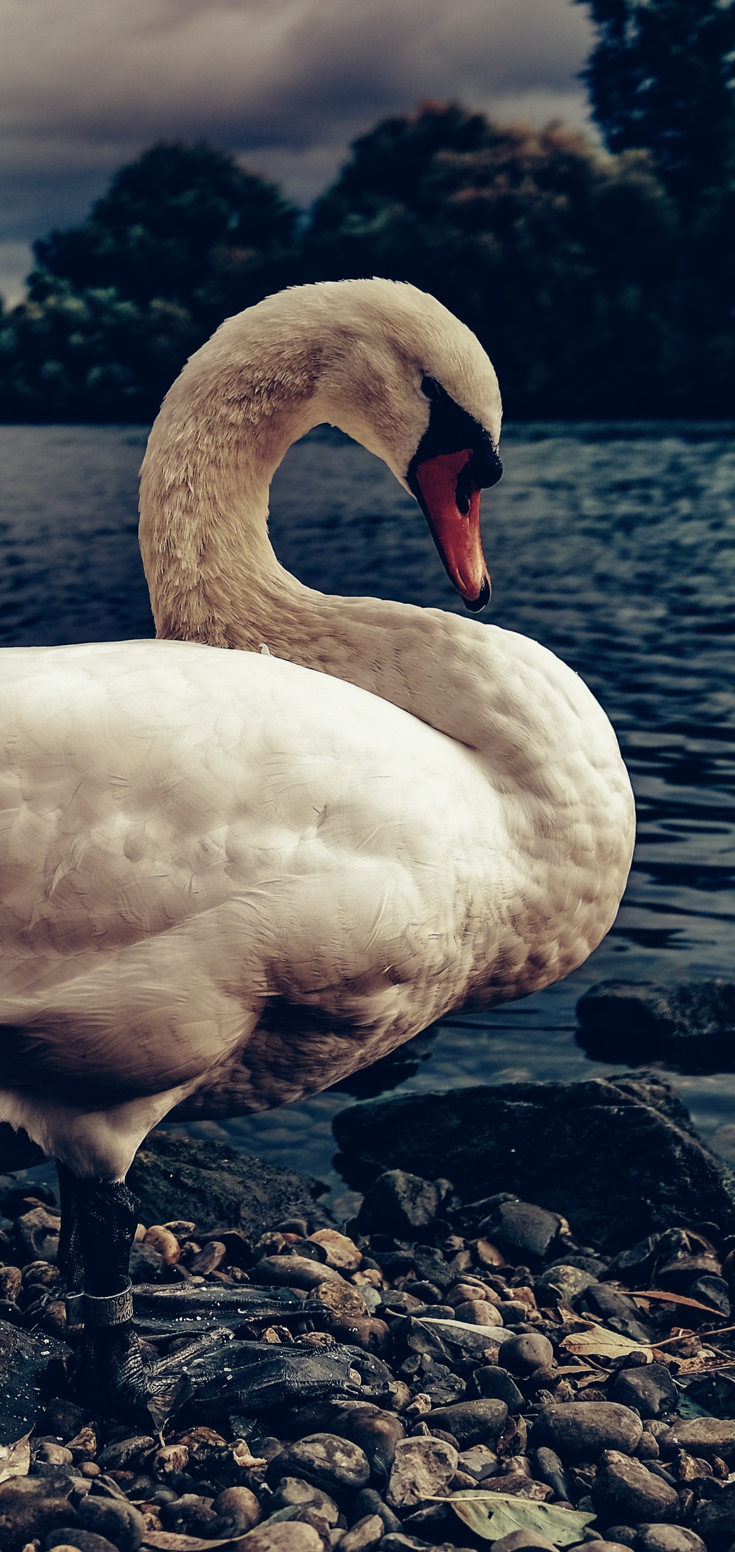 Animal mute swan, Mute swan, Swan animal mute, Animal mute, 1440x3040 HD Phone