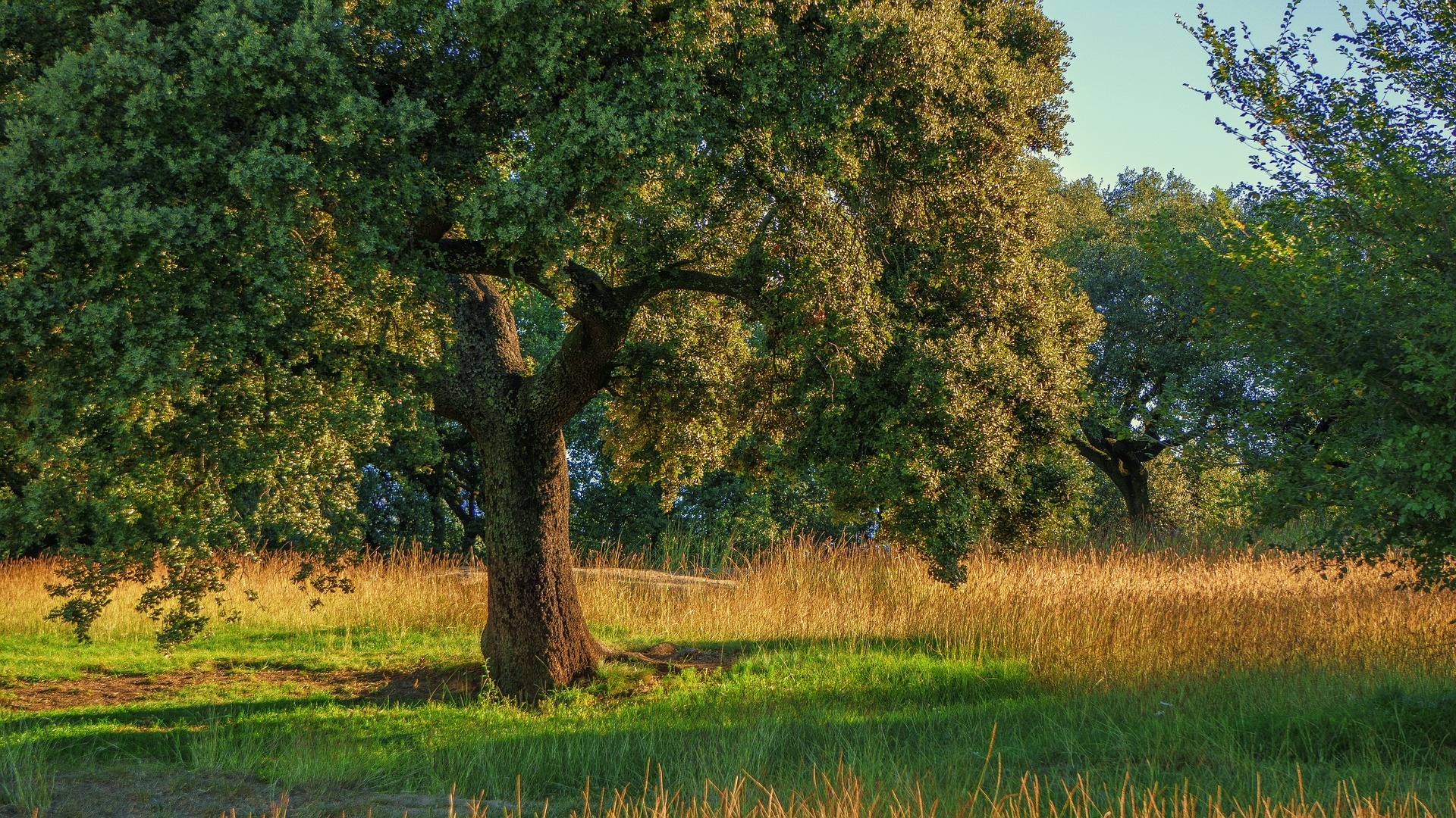 Oak Tree, Plant an oak tree, Future generations, Countrylife blog, 1920x1080 Full HD Desktop