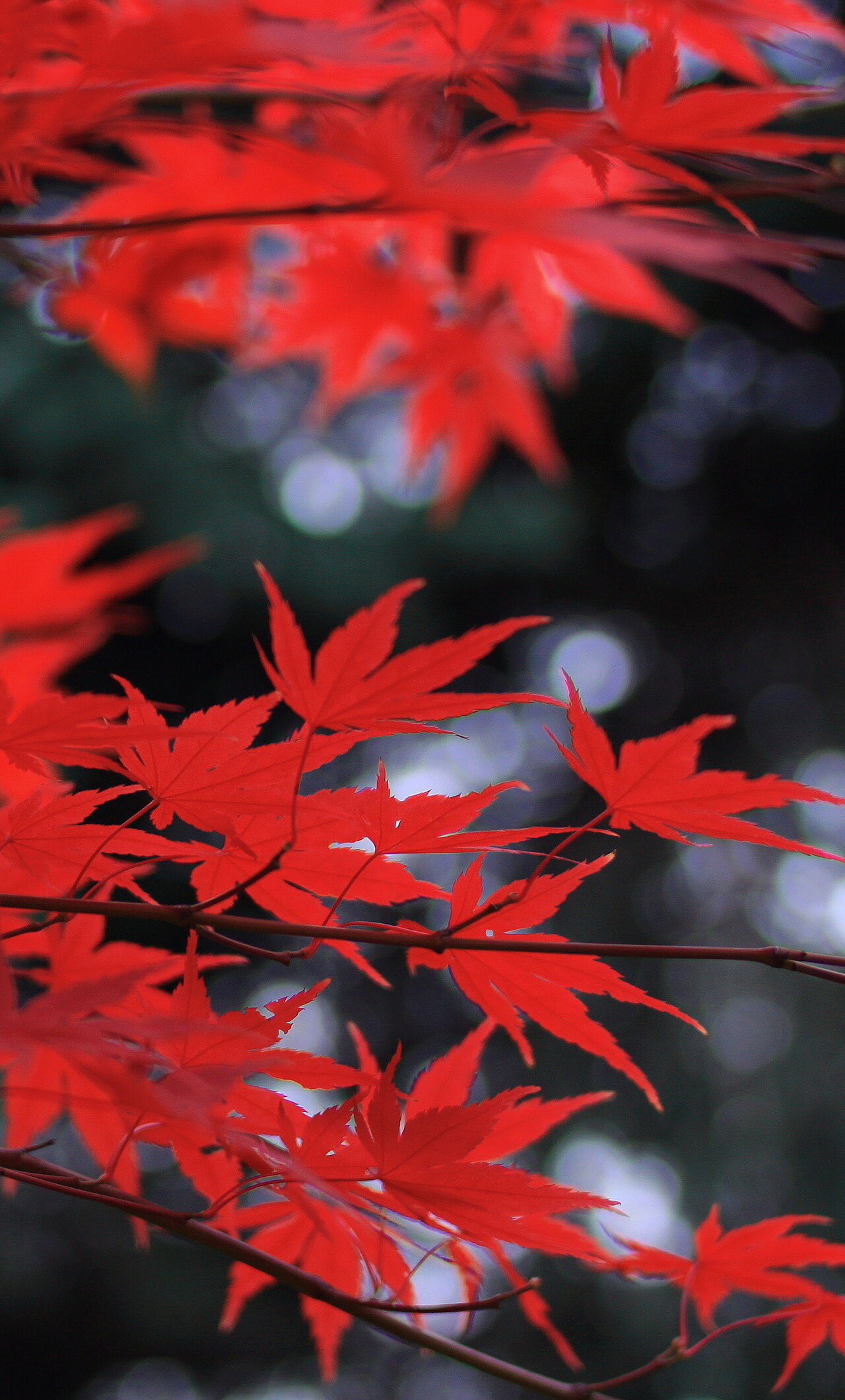 Red leaves, Vibrant colors, HD wallpapers, Autumn wonders, 1280x2120 HD Phone