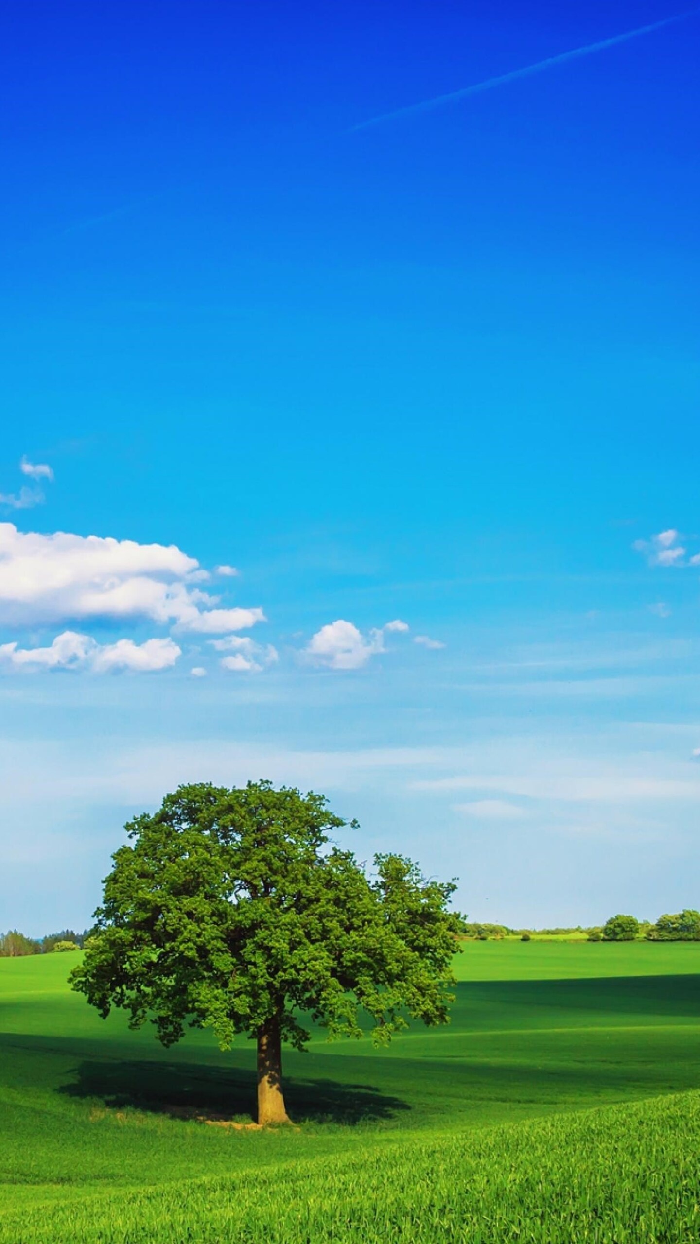 solitary green oak tree, rolling green grass field, vibrant blue summer sky, HD Phone wallpaper