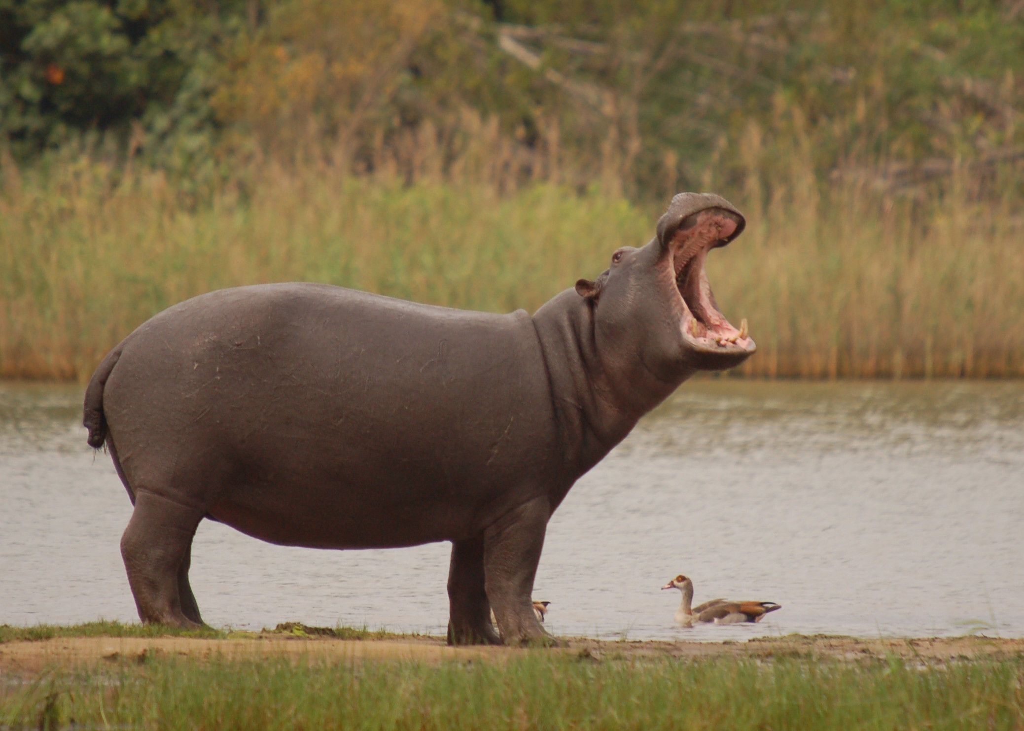 Ryan Walker, Hippo wallpaper, Posted, 2080x1490 HD Desktop