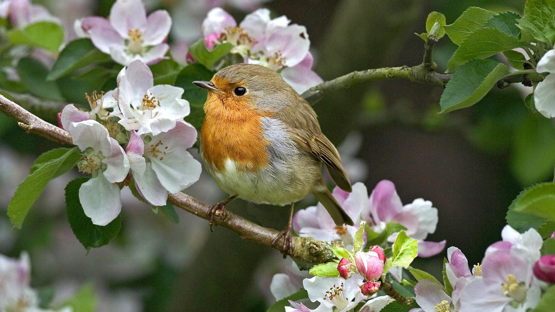 Blossom, Robin (Bird) Wallpaper, 1920x1080 Full HD Desktop