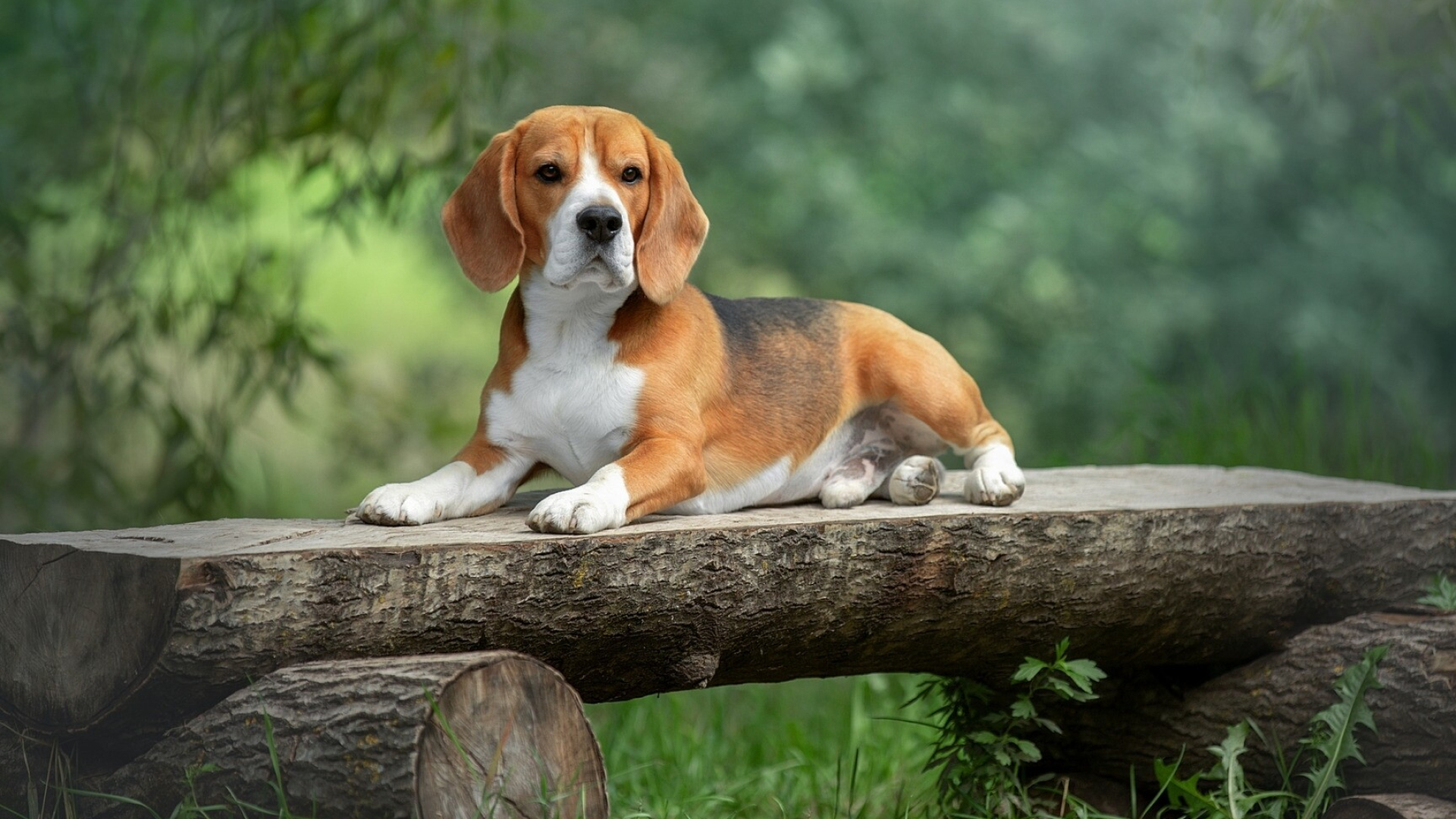 Beagle, Wooden bench, Animal wallpapers, Dog lovers, 1920x1080 Full HD Desktop