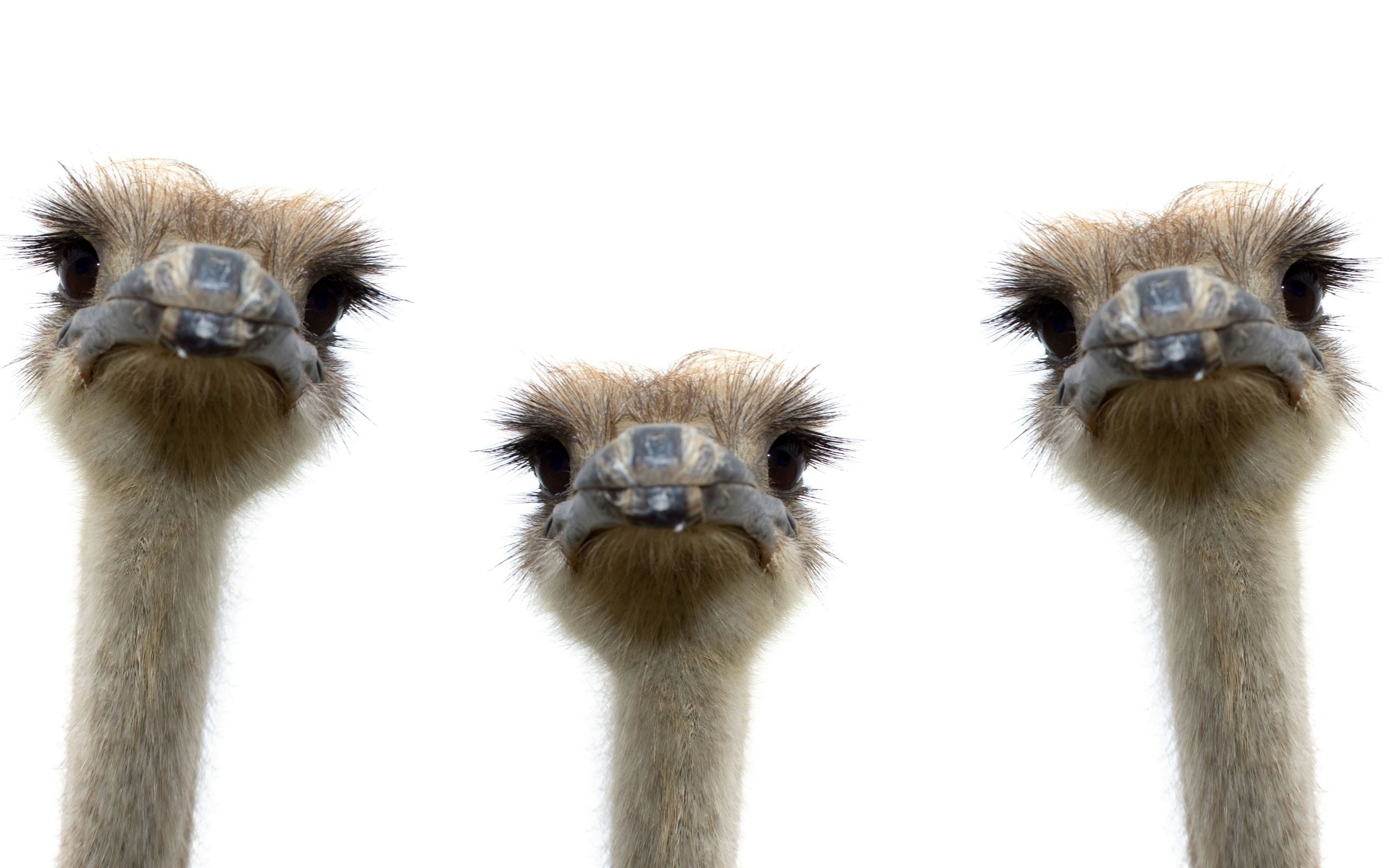 Artistic ostrich wallpapers, Creative designs, Unique backgrounds, Visual inspiration, 2560x1600 HD Desktop