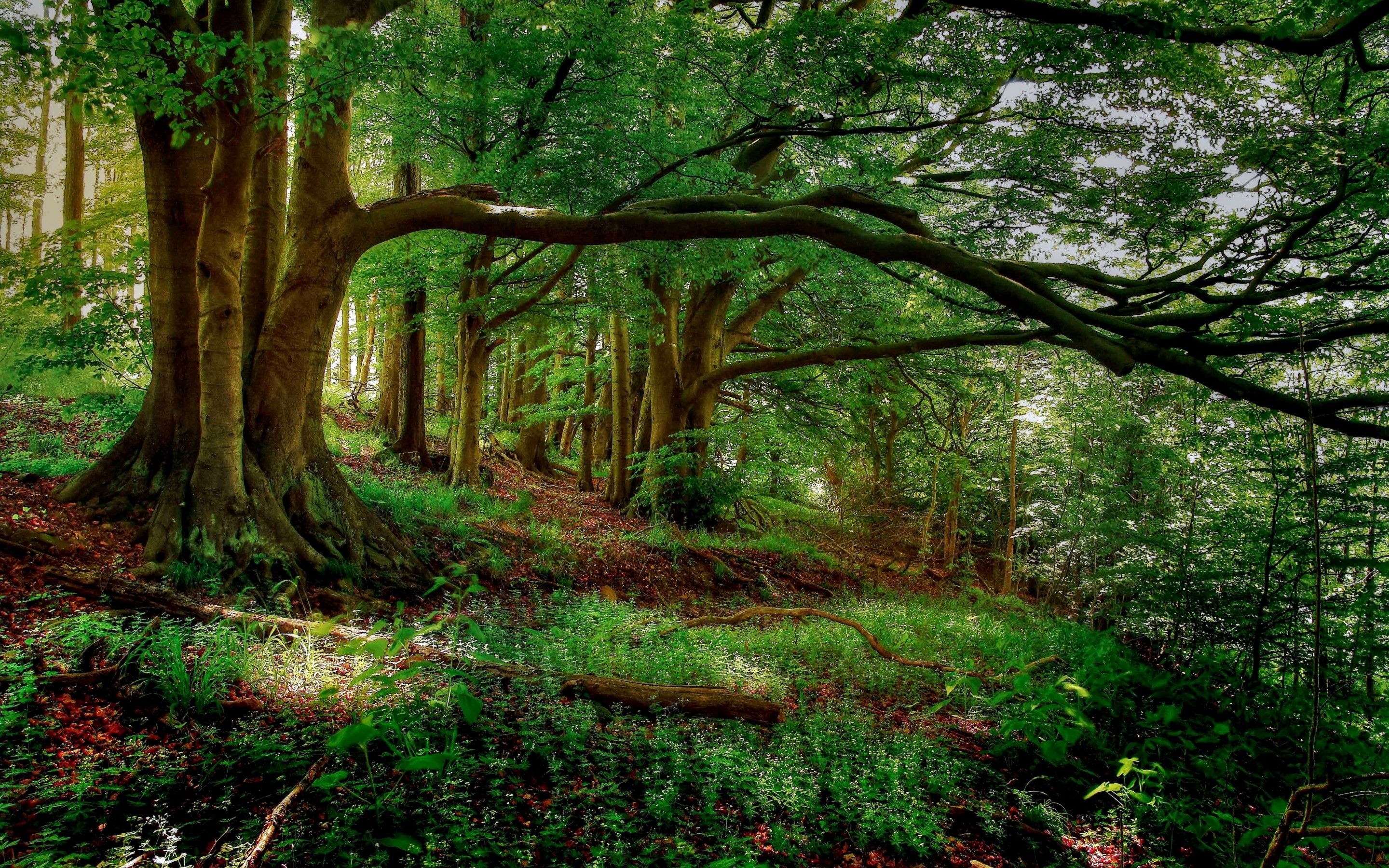 Enchanting forest, Tranquil setting, Immersive nature, Calming retreat, 2880x1800 HD Desktop
