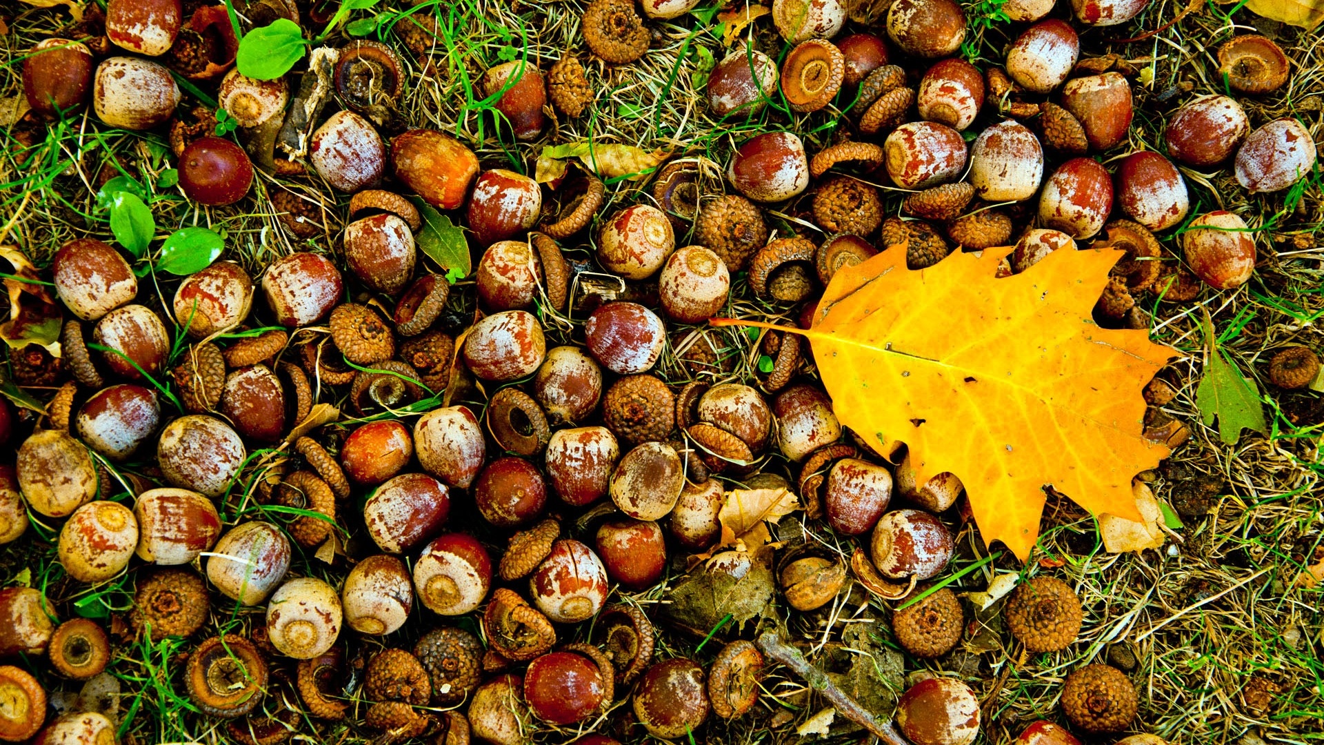 Falling leaves, Acorns, KDE store, 1920x1080 Full HD Desktop