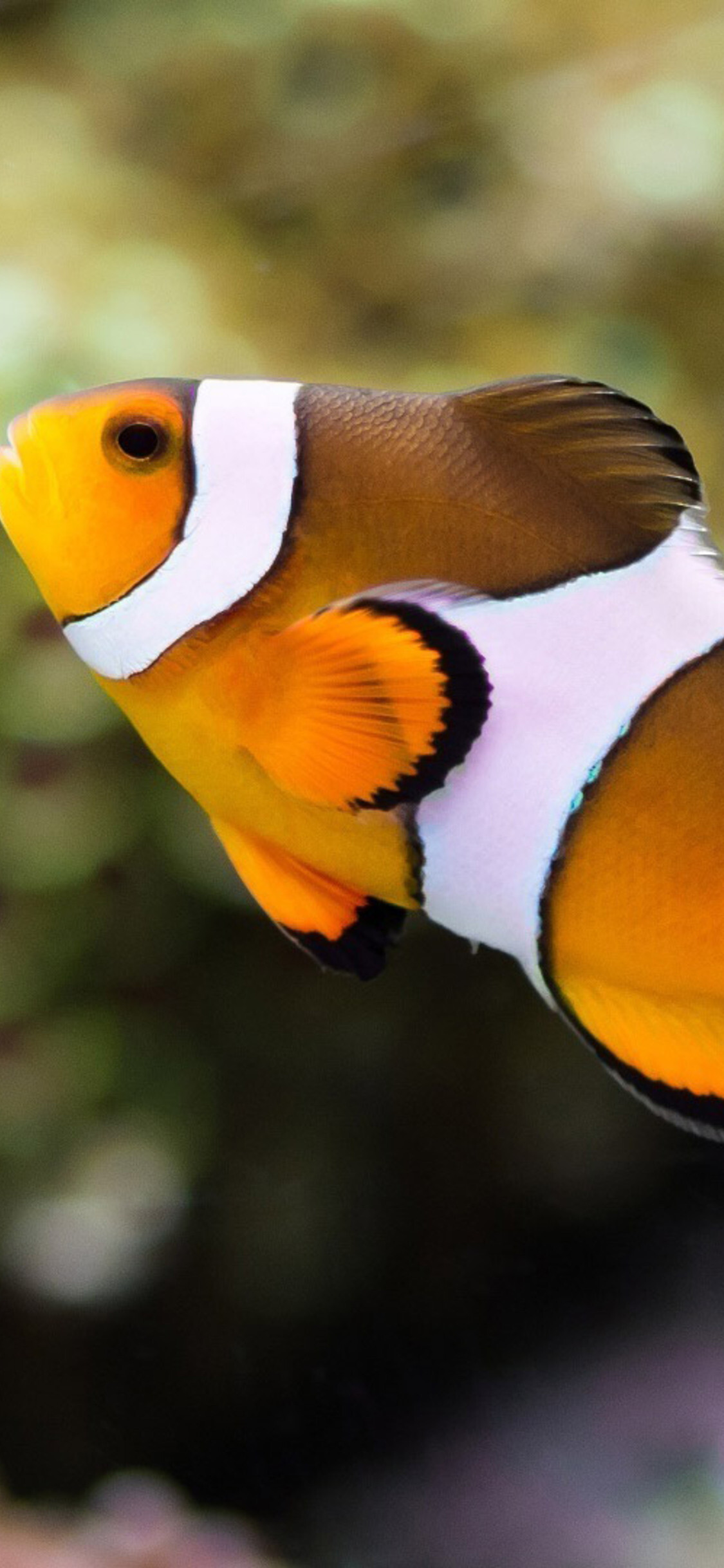Clownfish wallpapers, iPhone XS background, HD images, Marine environment, 1130x2440 HD Phone