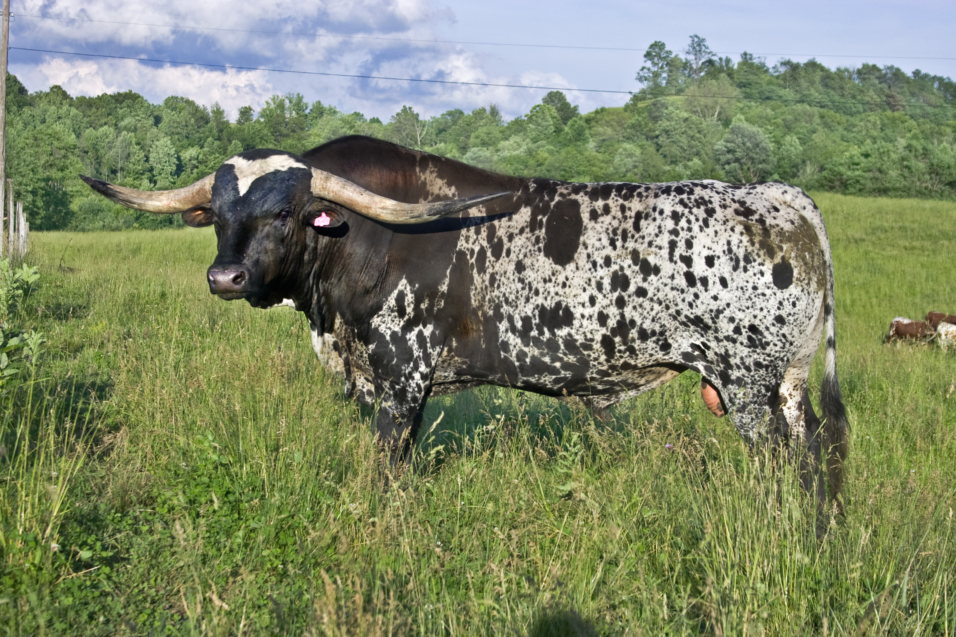 Bull, Longhorn Wallpaper, 3080x2050 HD Desktop