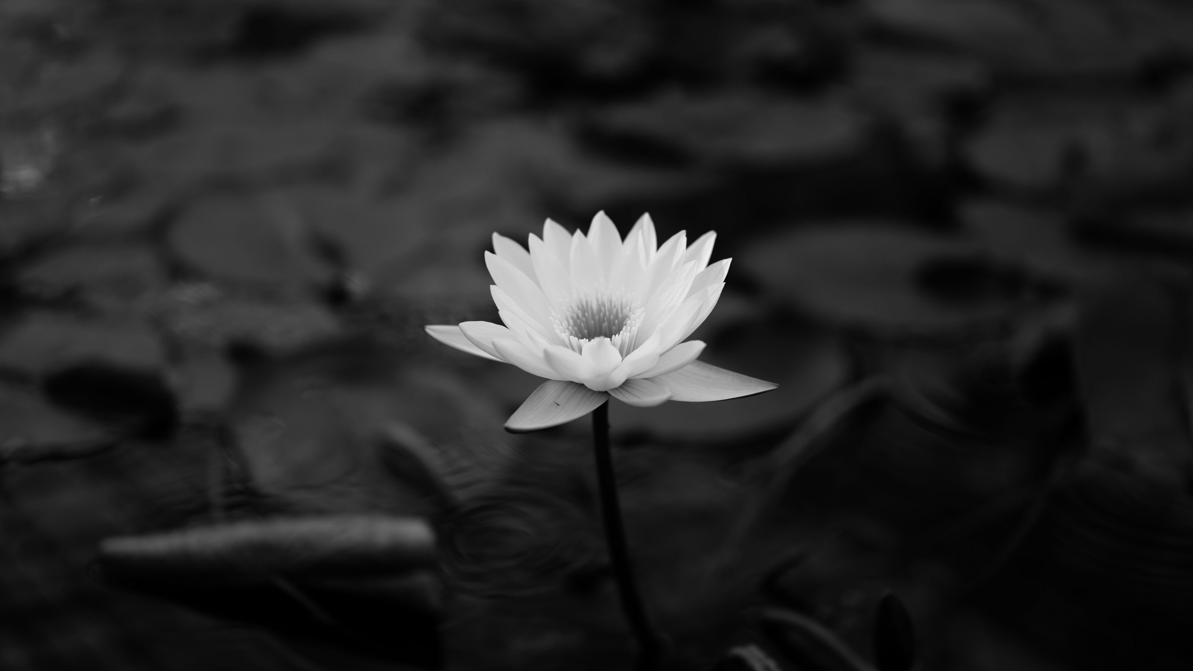 Black lotus wallpapers, 3840x2160 4K Desktop