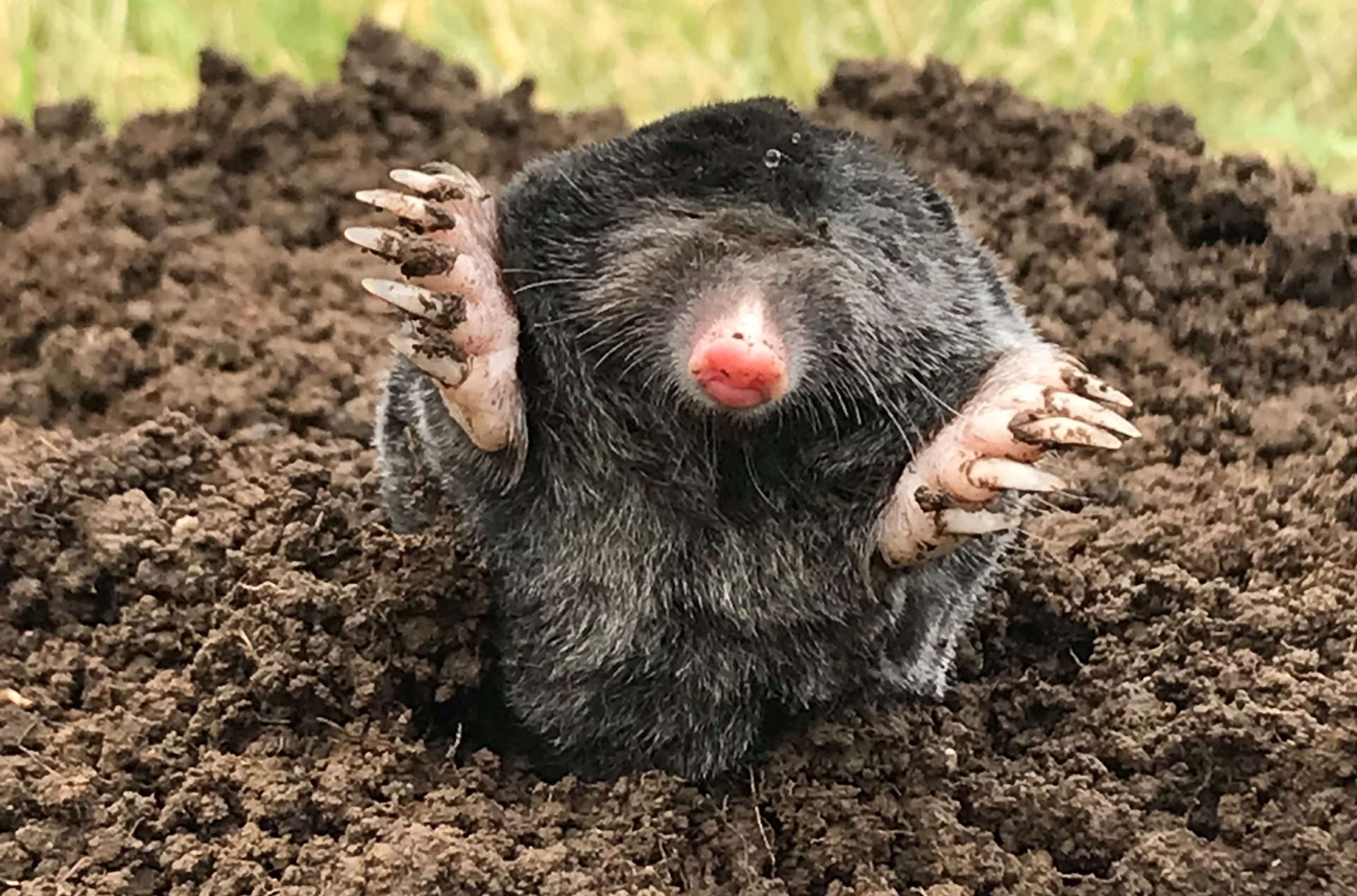 Mole, ACD pest control, Mole control, Mammal control, 2560x1700 HD Desktop