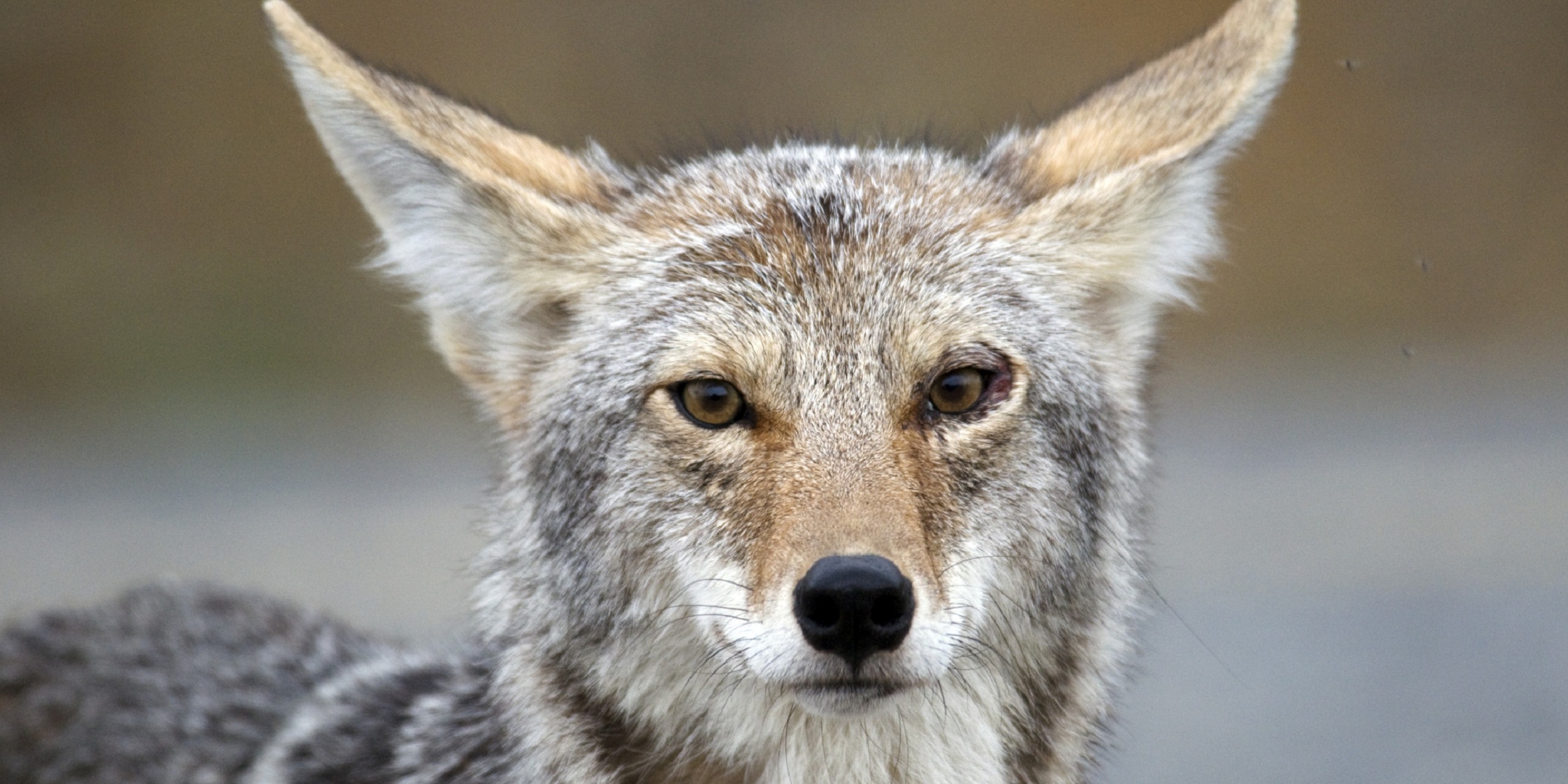 Coyote, Captivating photographs, Expressive portraits, Evocative scenes, 2160x1080 Dual Screen Desktop