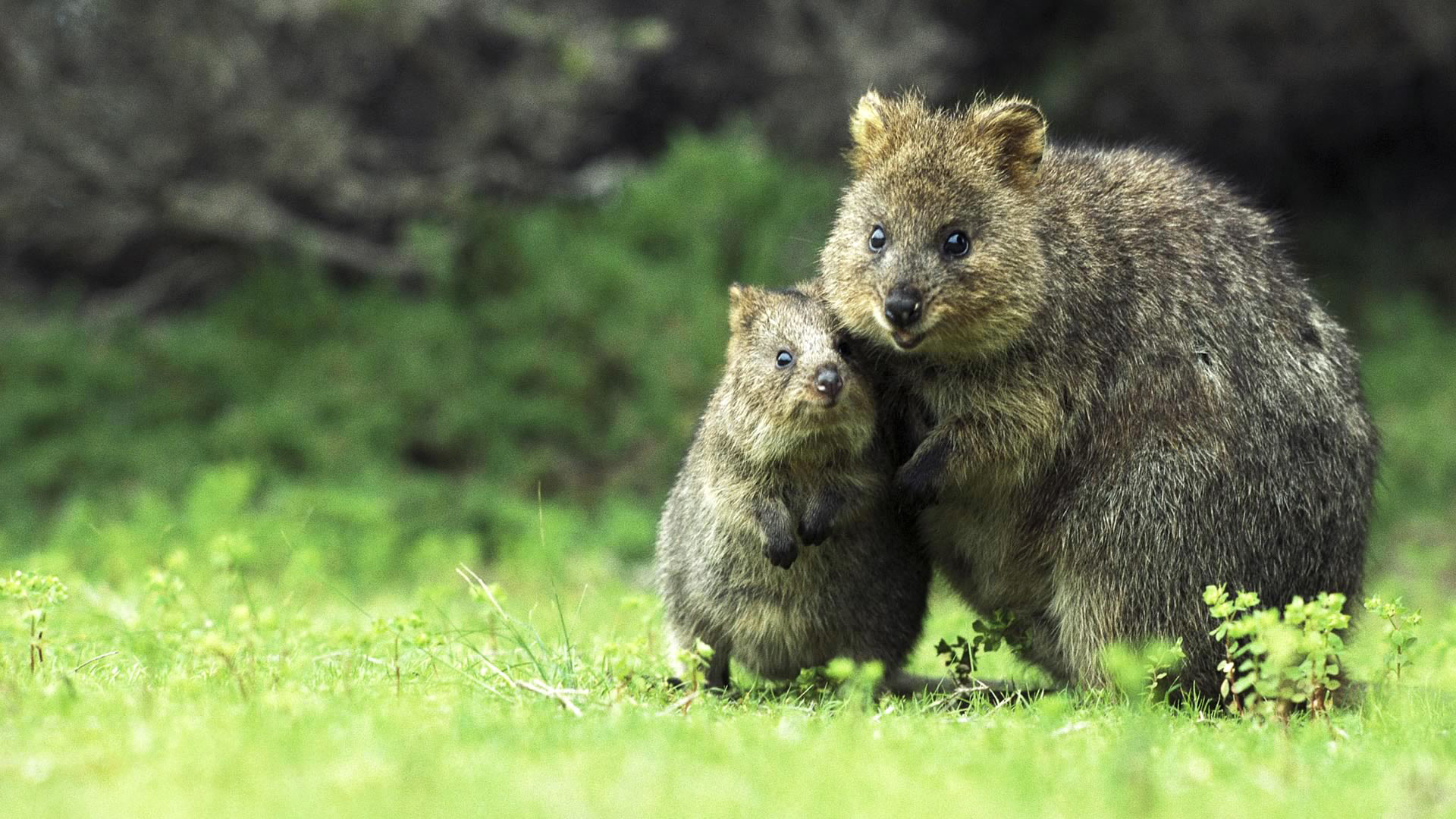 Quokka marsupial mammals, Animal wallpaper, 1920x1080 Full HD Desktop