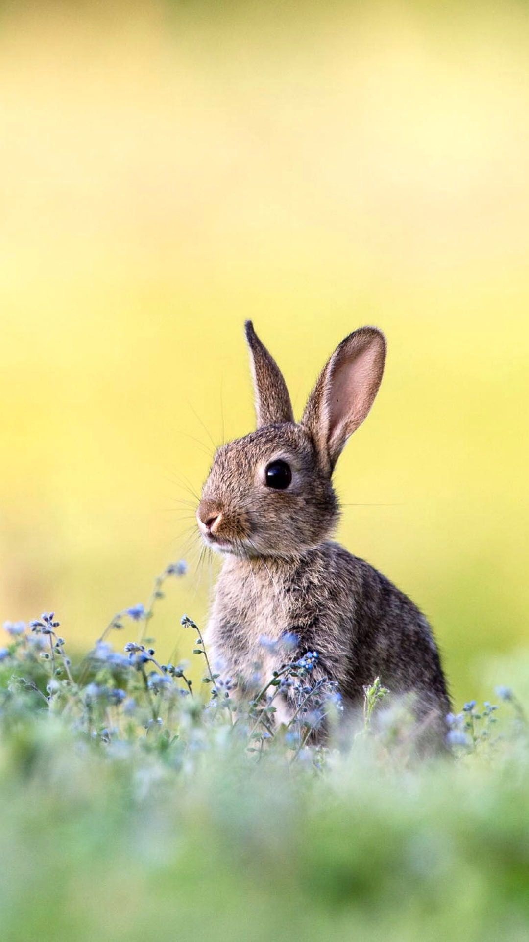 Bunny rabbit, Phone wallpaper, Animal delight, Bunny cuteness, 1080x1920 Full HD Phone