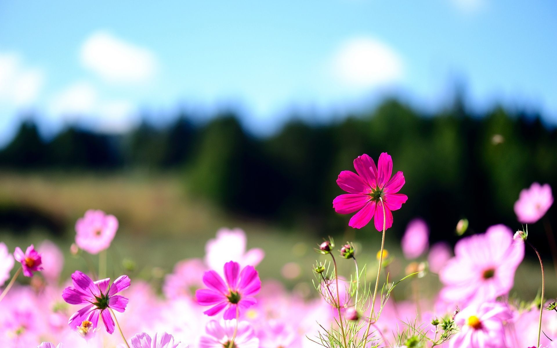 pink Cosmos bipinnatus, blooming wildflower meadow, blurred green treeline, HD Desktop wallpaper