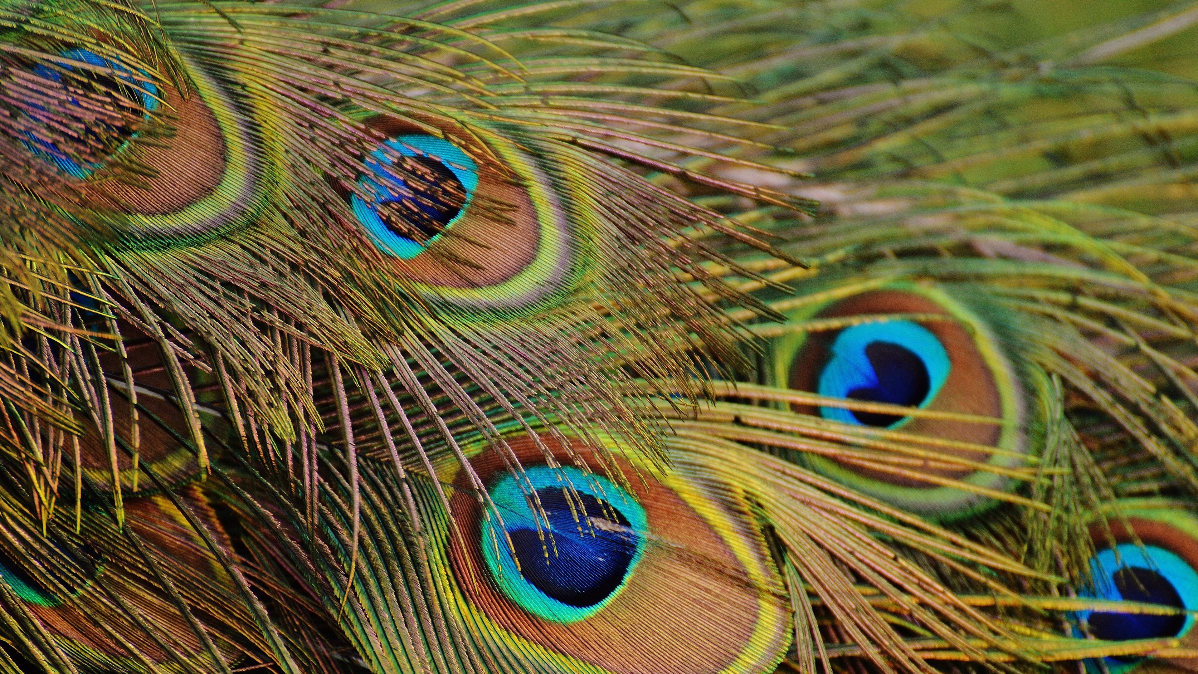 Peacock feather eyespots, Iridescent feather barbules, Turquoise and bronze plumage, 4K Desktop wallpaper