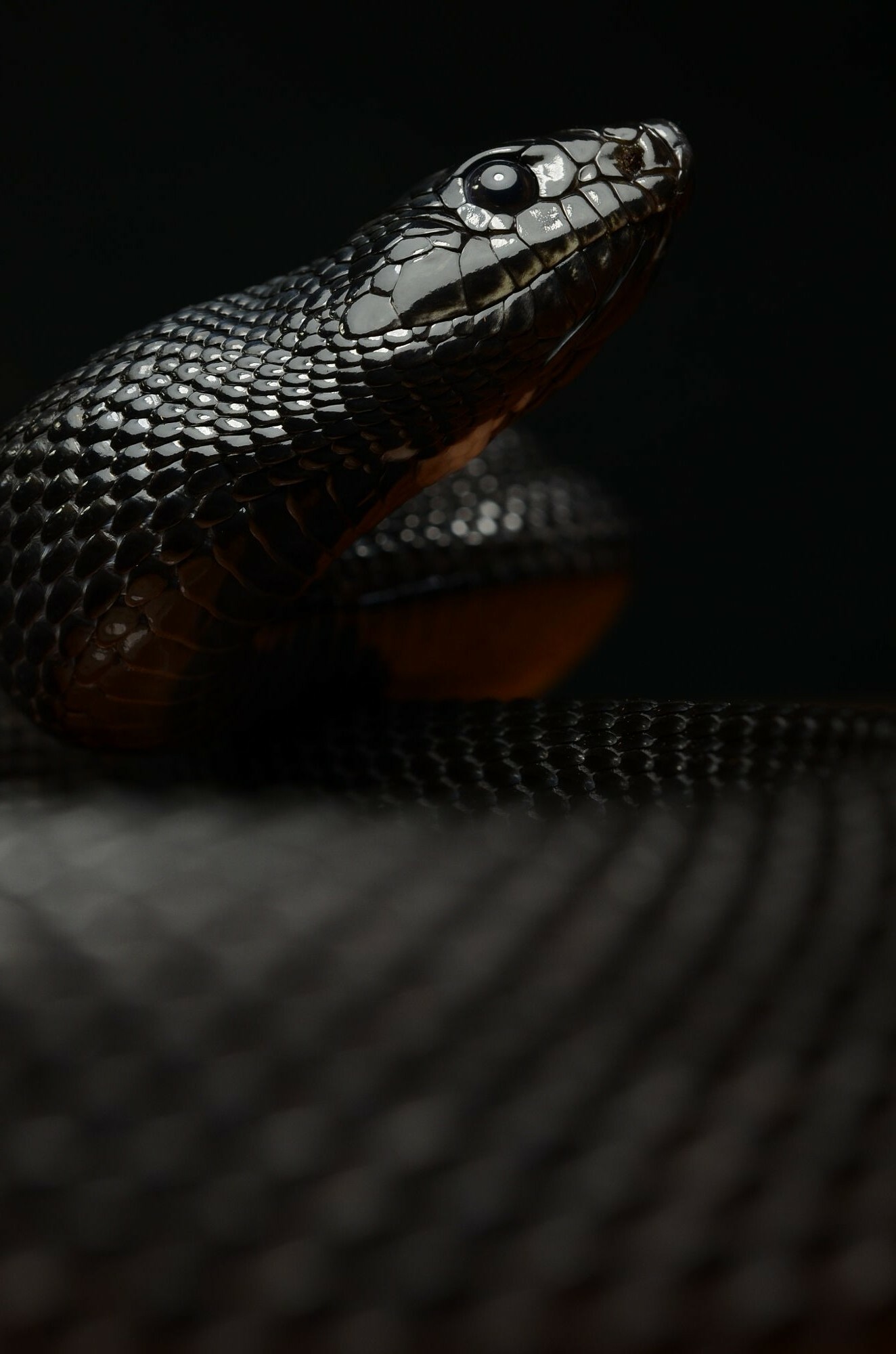 Reptilian macro photography, Detailed snake wallpapers, Close-up serpent beauty, Serpentine details, 1330x2000 HD Phone