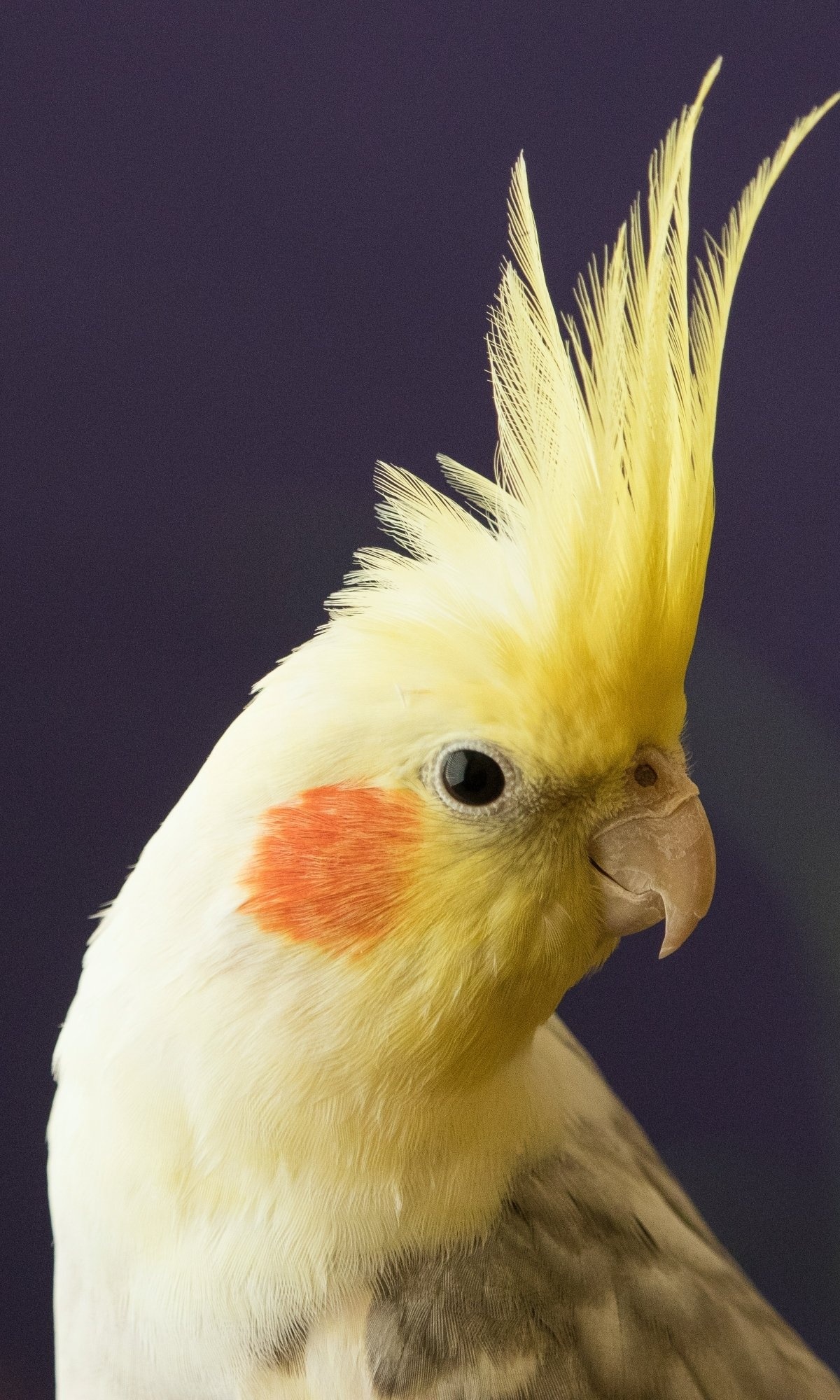 Cockatiel bird, Feathered friend, Bird species, Avian beauty, 1200x2000 HD Phone