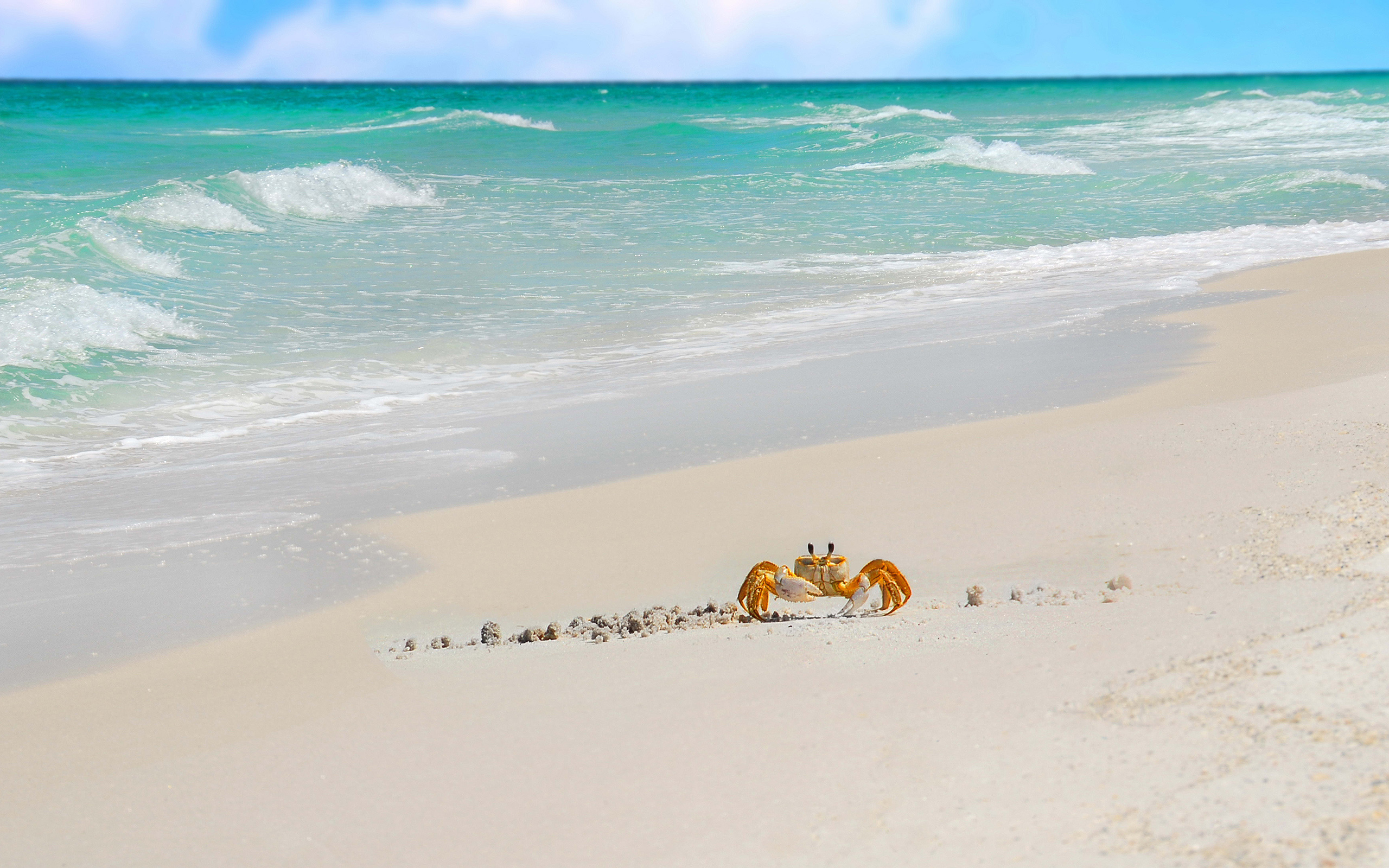 Beach crab wallpaper, Coastal charm, Seaside vibes, Nature's beauty, 2560x1600 HD Desktop