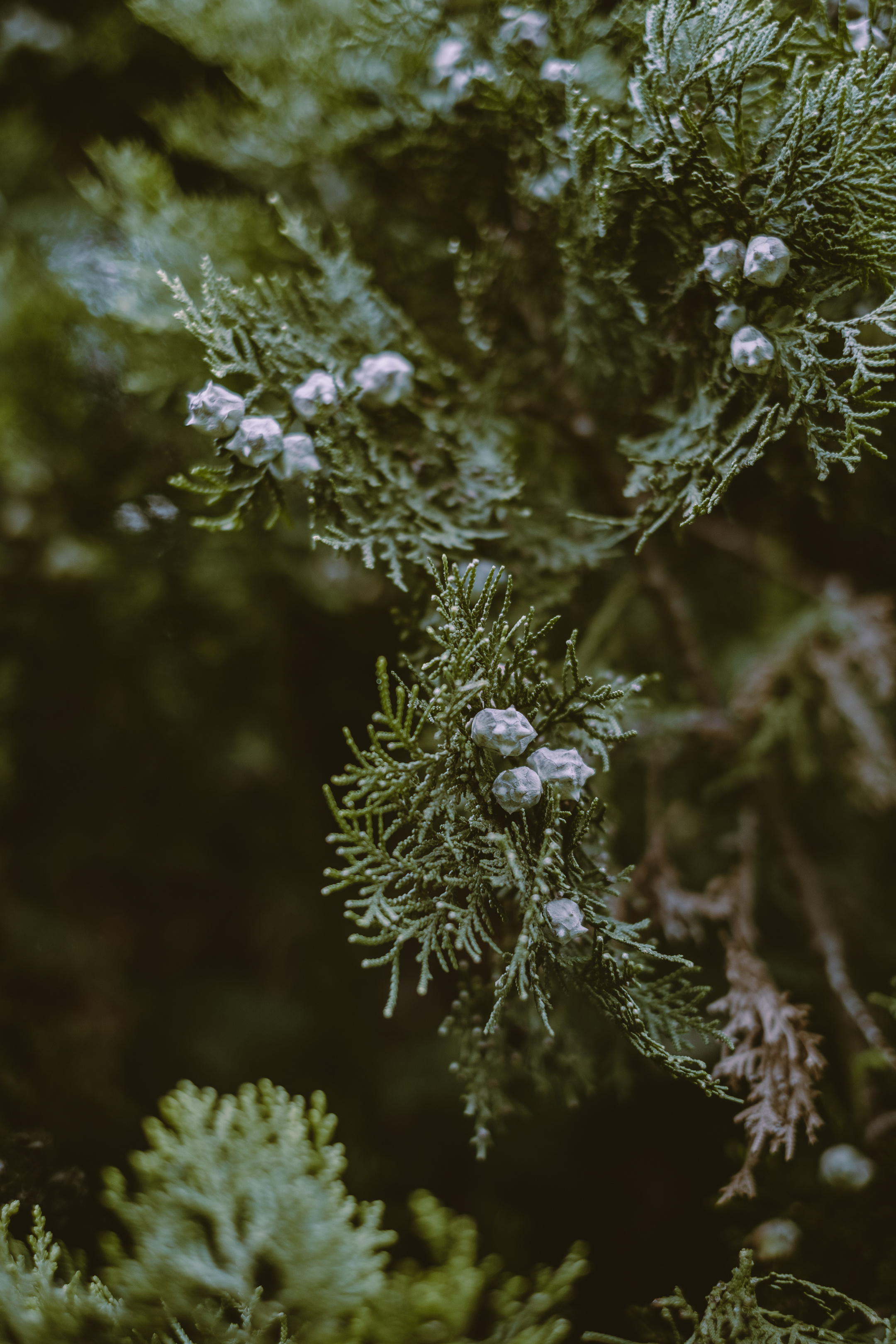 Seeds, Cypress Tree Wallpaper, 2160x3240 HD Phone