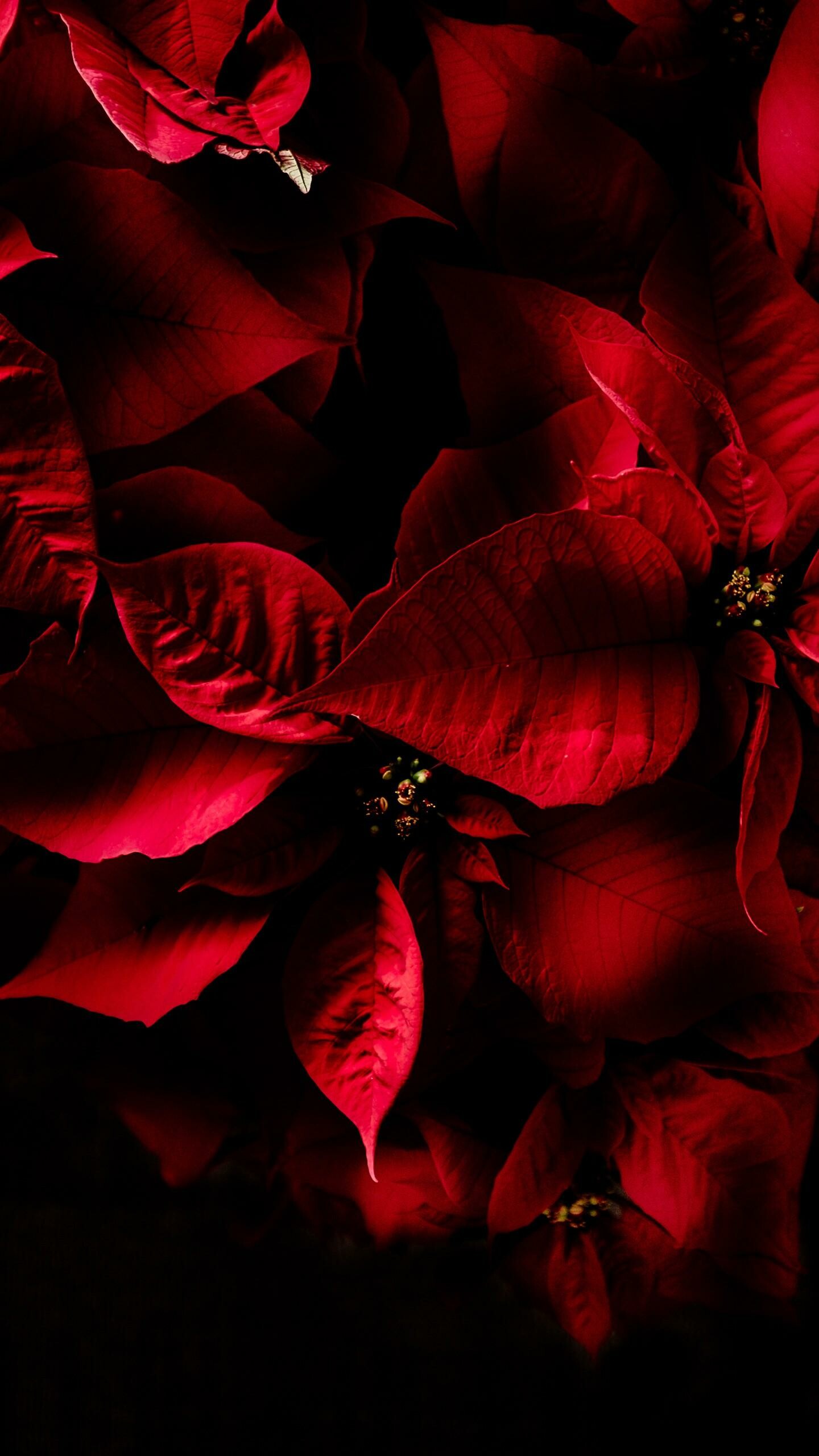 Note 20 Ultra wallpaper, Sun-kissed Poinsettia, Striking red, Mobile background, 1440x2560 HD Phone