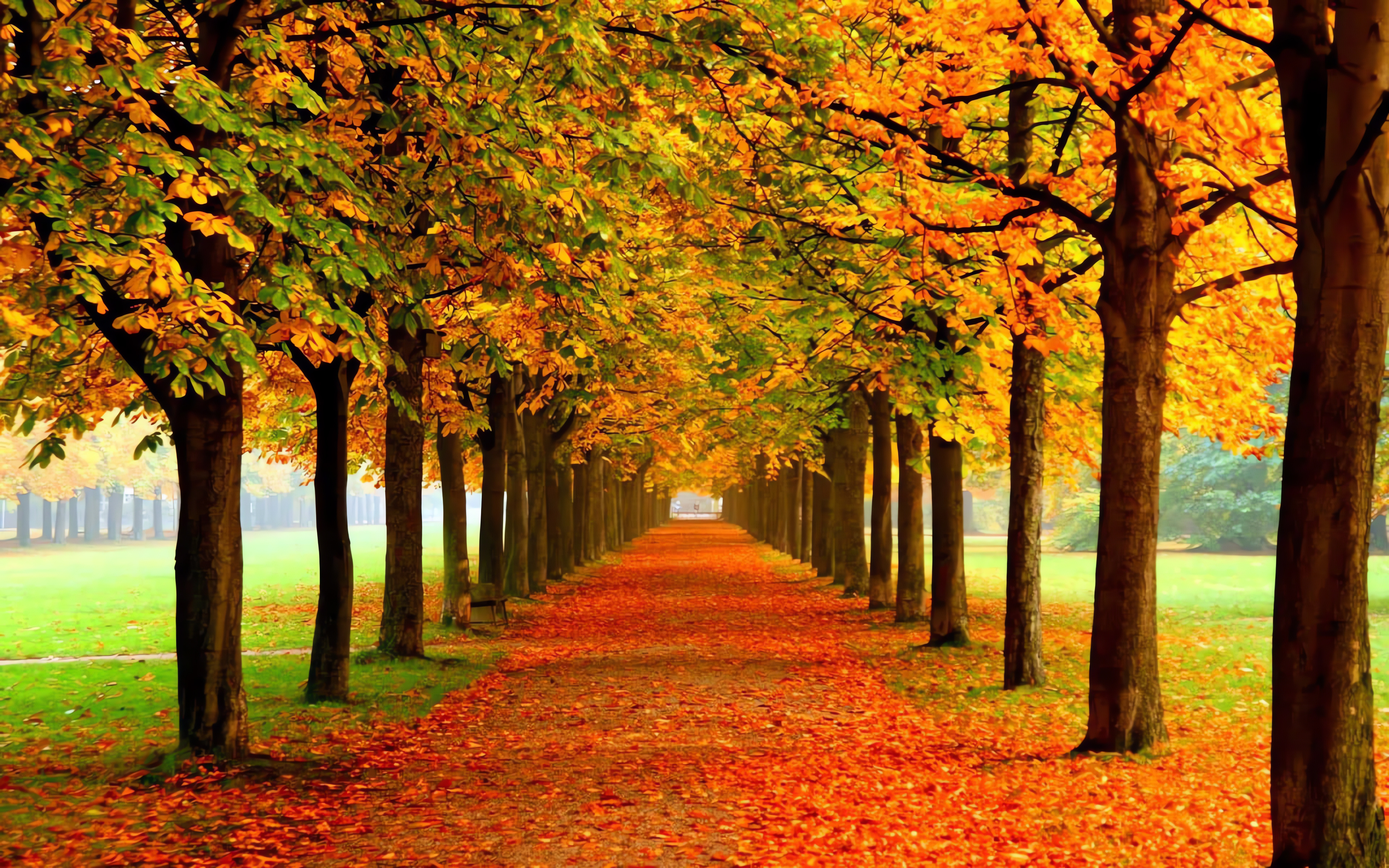 Autumn trees, Nice Wallpaper, 3840x2400 HD Desktop