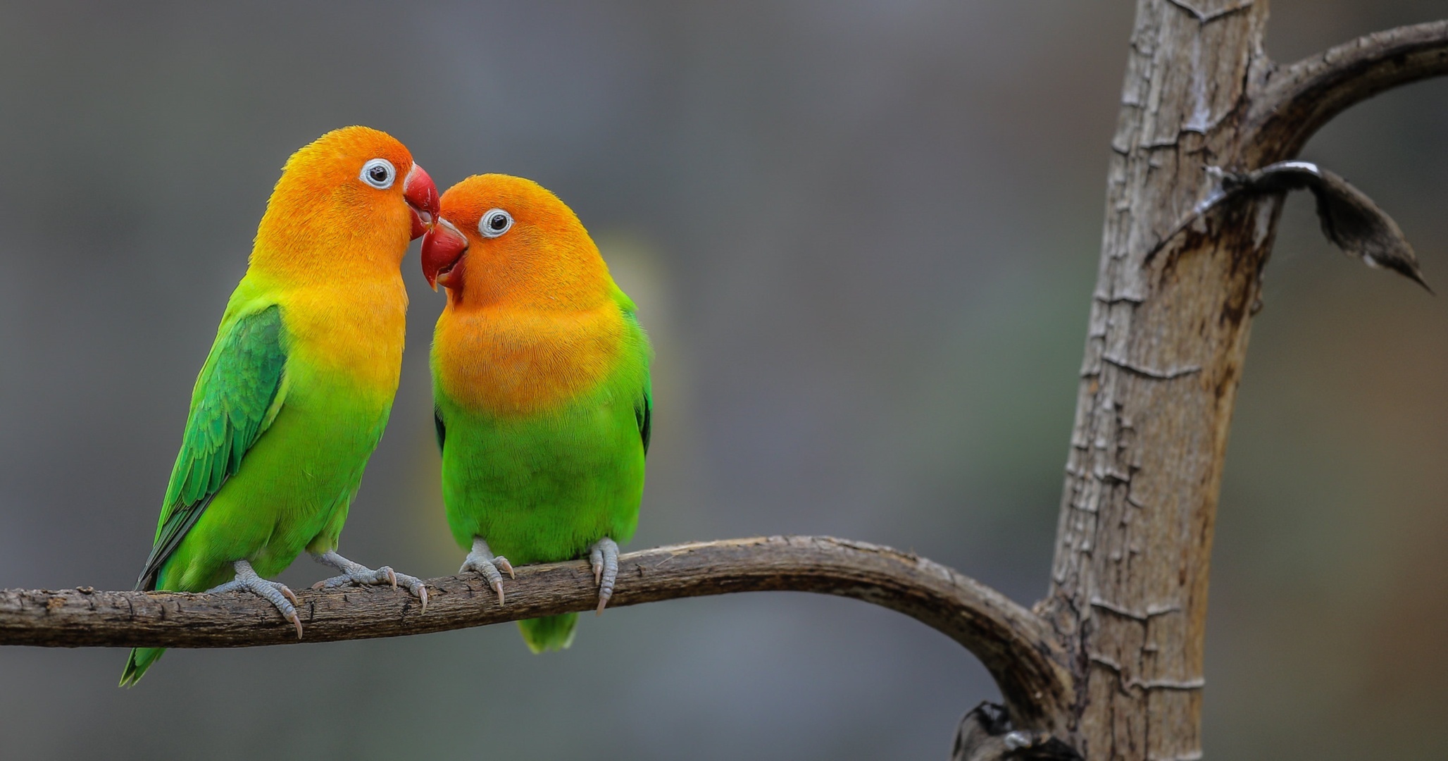 Flock of Fischer's lovebirds, Water, Bathing, Playful, 2060x1080 HD Desktop