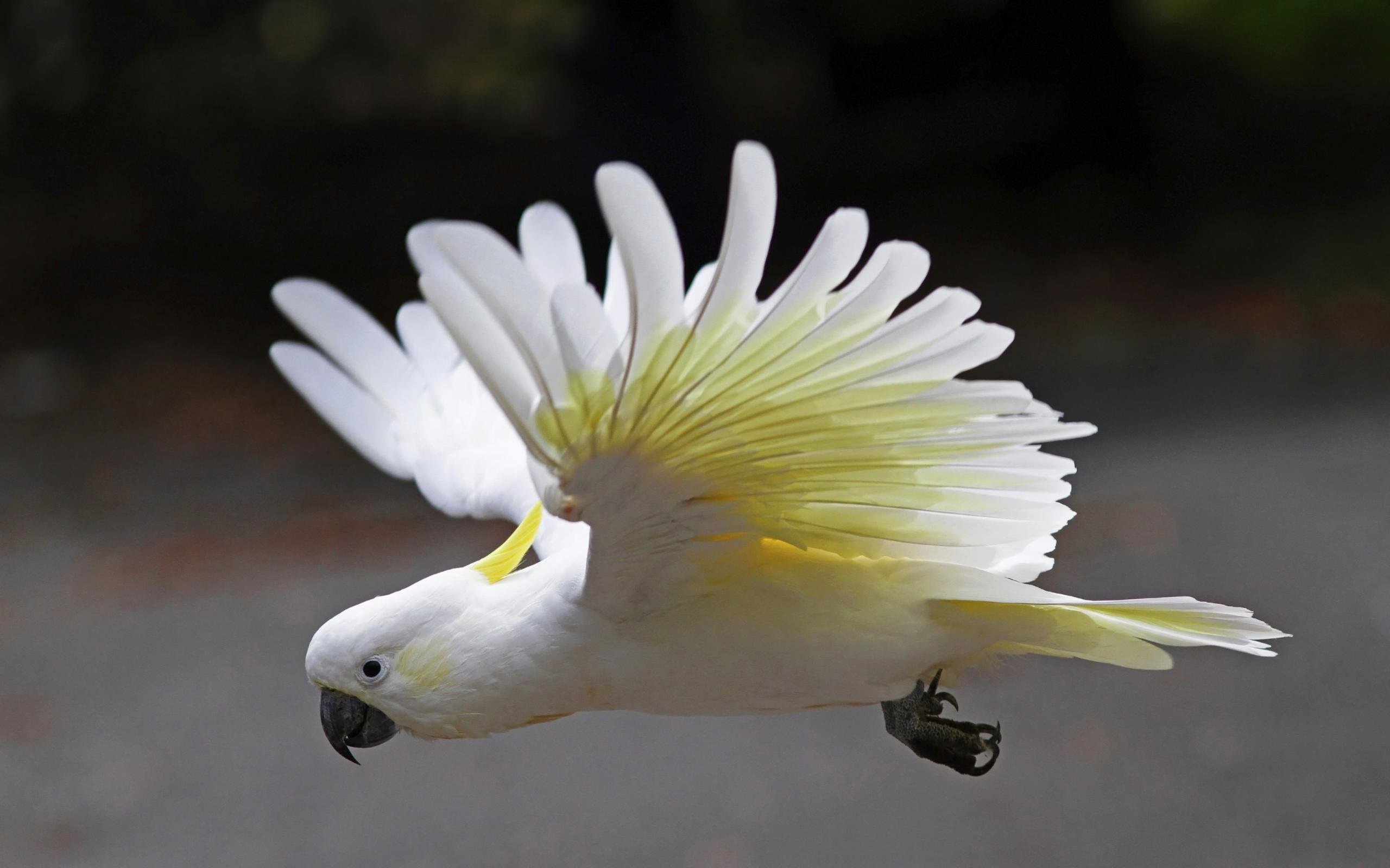 Sulfur-crested cockatoo, HD wallpapers, Desktop backgrounds, 2560x1600 HD Desktop