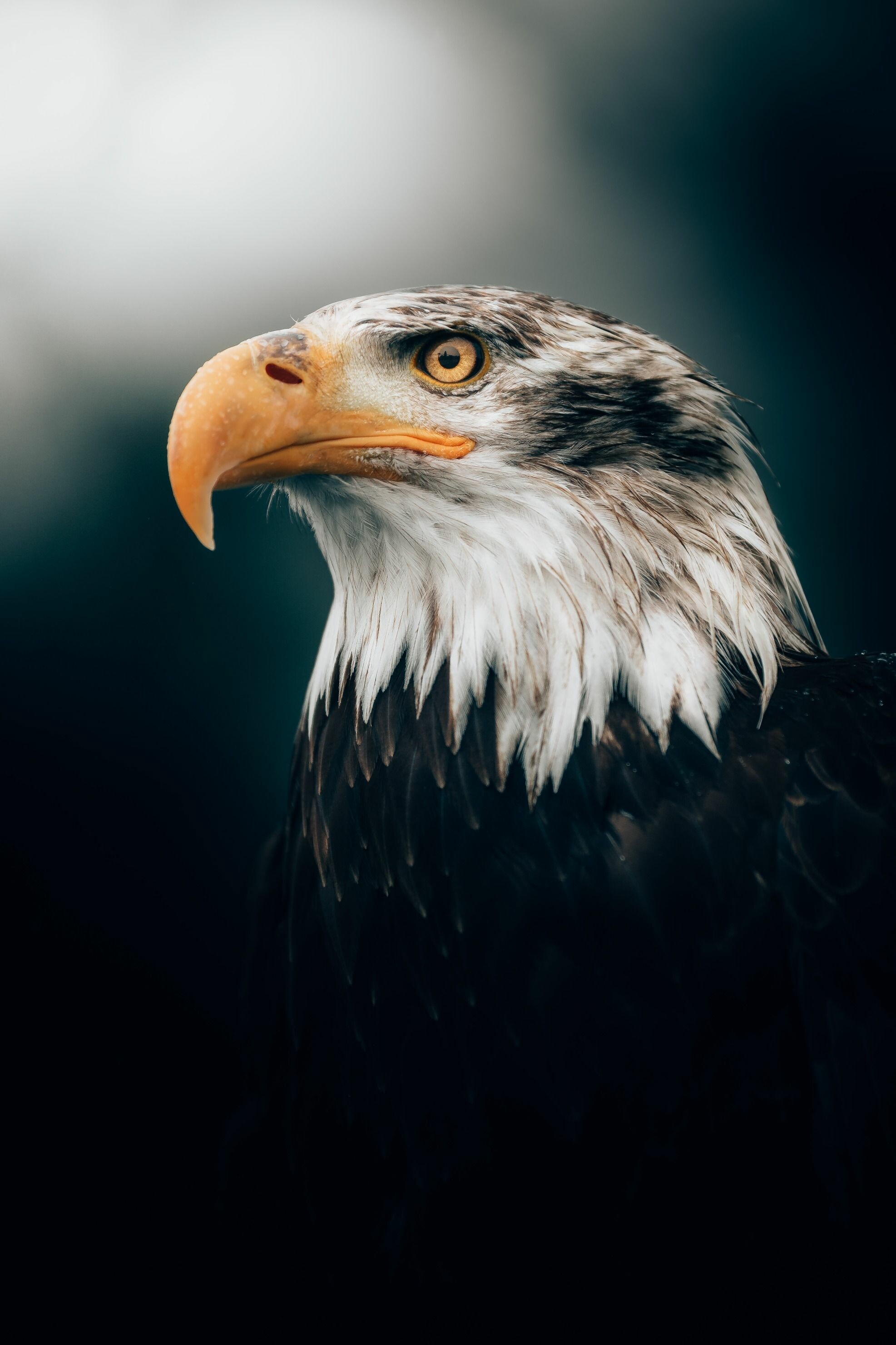 Close-up sea eagle, Mesmerizing wallpaper, Striking beauty, Impressive capture, 1980x2960 HD Phone