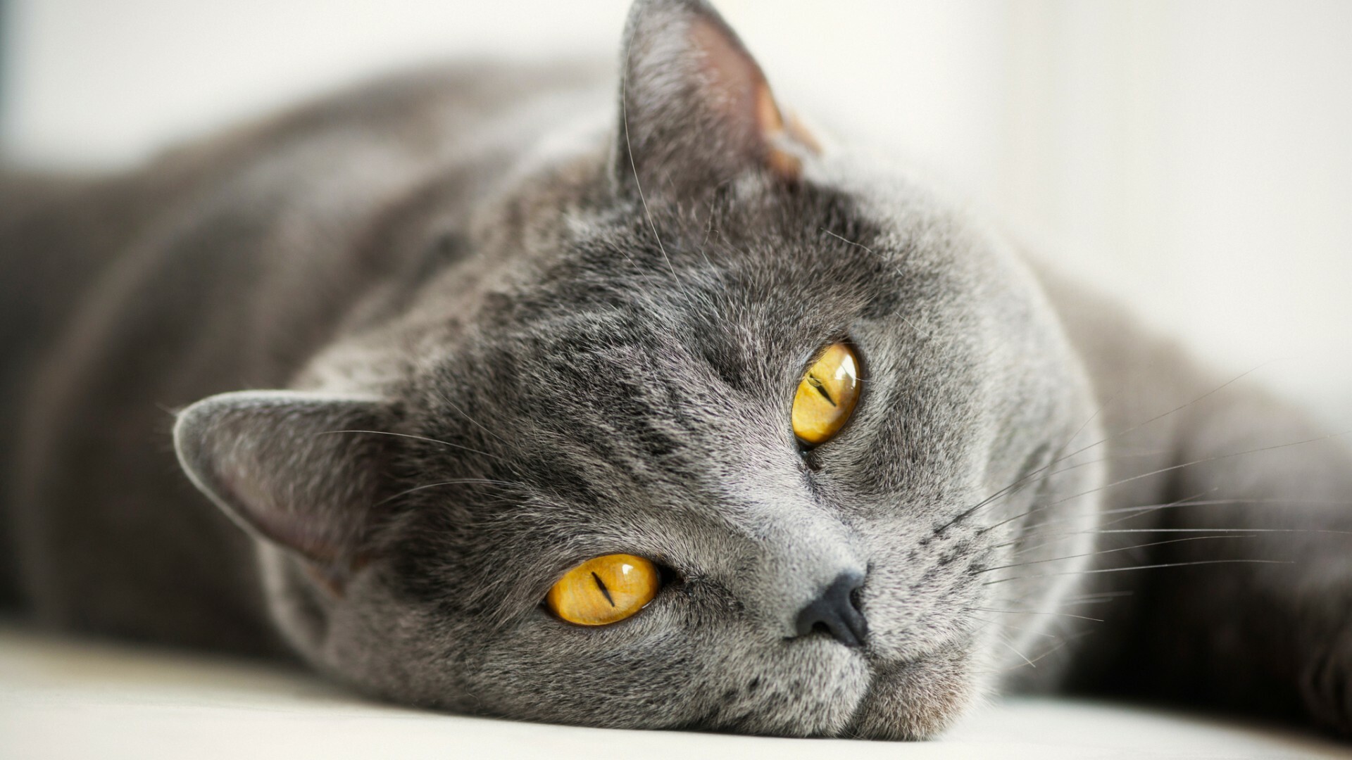 British Cat, Cat eyes, British Shorthair, HD wallpaper, 1920x1080 Full HD Desktop