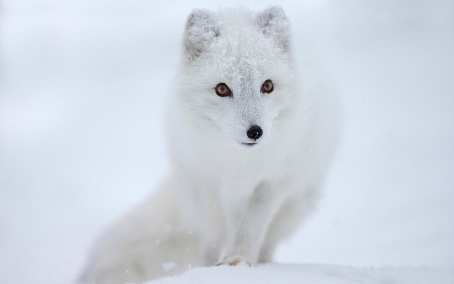 Arctic Fox, Wallpapers, 1920x1200 HD Desktop