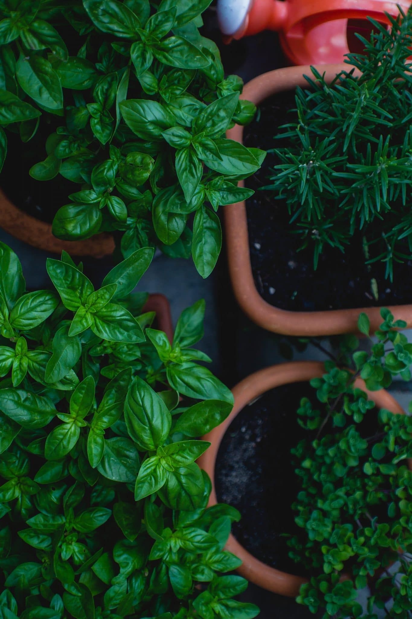 Herb cultivation, Lunar cycle, Indoor gardening, Nature's rhythm, 1370x2050 HD Phone