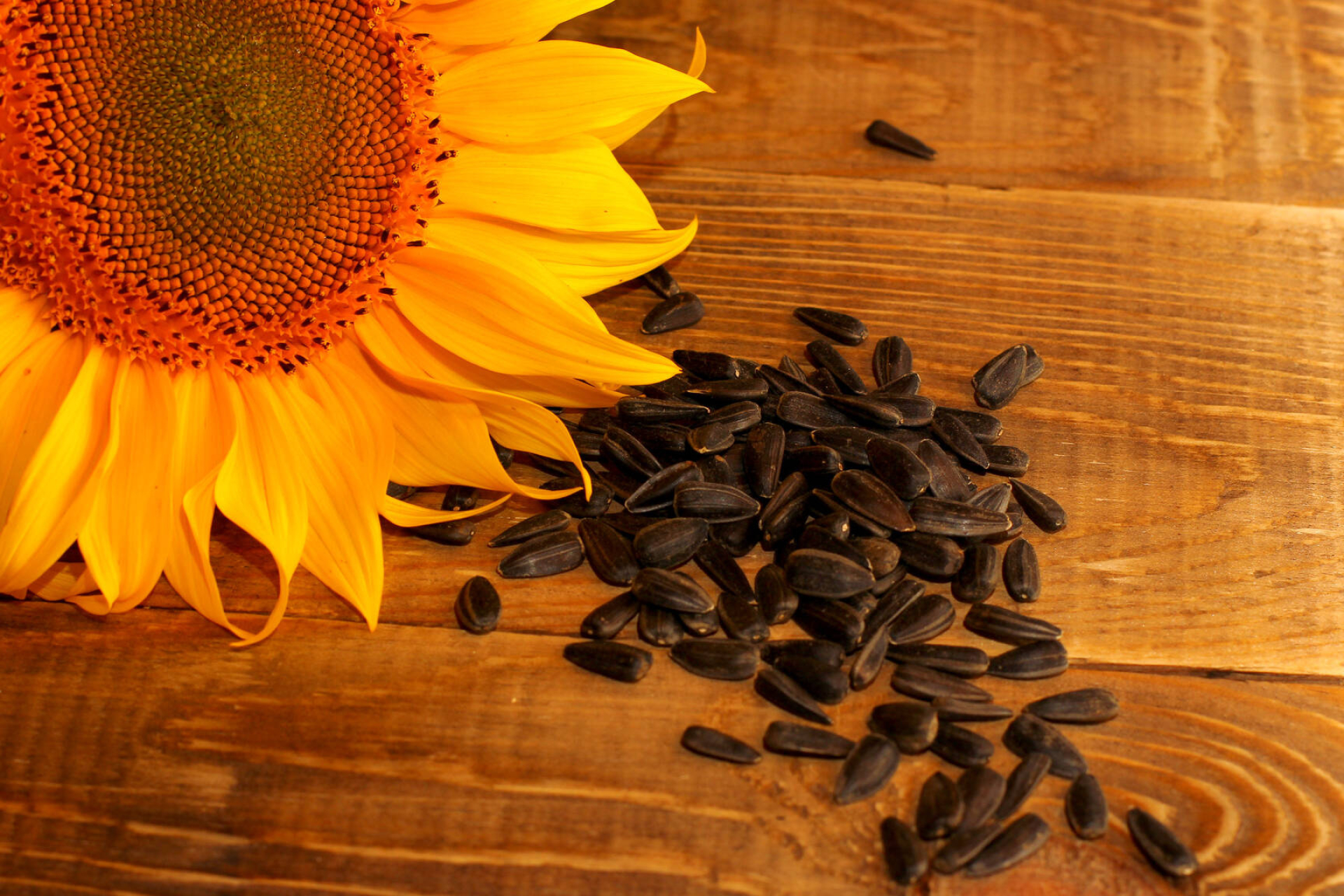 Sunflower oil extraction, Seed to oil process, Golden elixir, Culinary staple, 1920x1280 HD Desktop