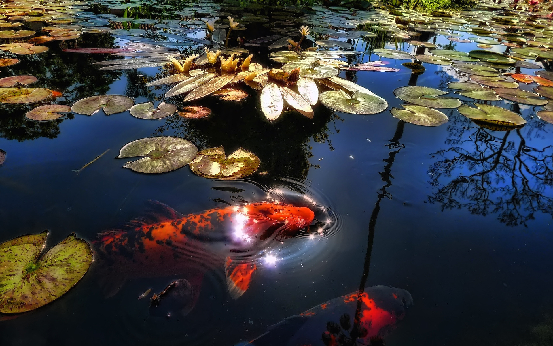 Download wallpapers Koi fish,Cyprinus rubrofuscus, Lake Amur carp, Stunning visuals, 1920x1200 HD Desktop