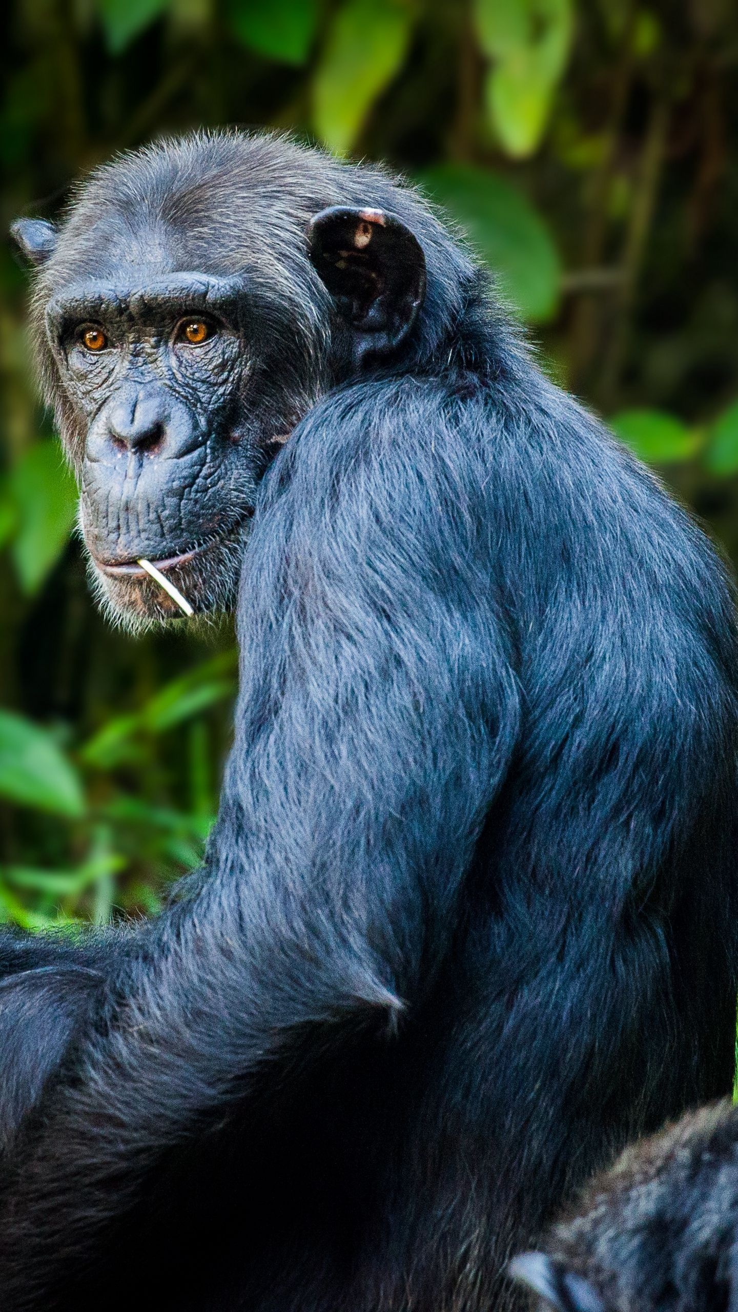 Chimpanzee, HD wallpapers, High quality, Nature's treasures, 1440x2560 HD Phone