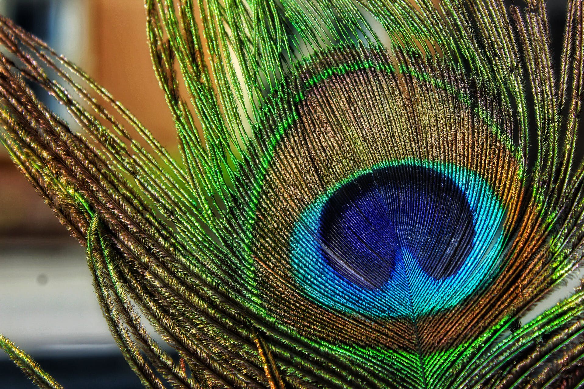 Mobile wallpaper, Peacock feathers, Colorful display, Artistic background, 1920x1280 HD Desktop