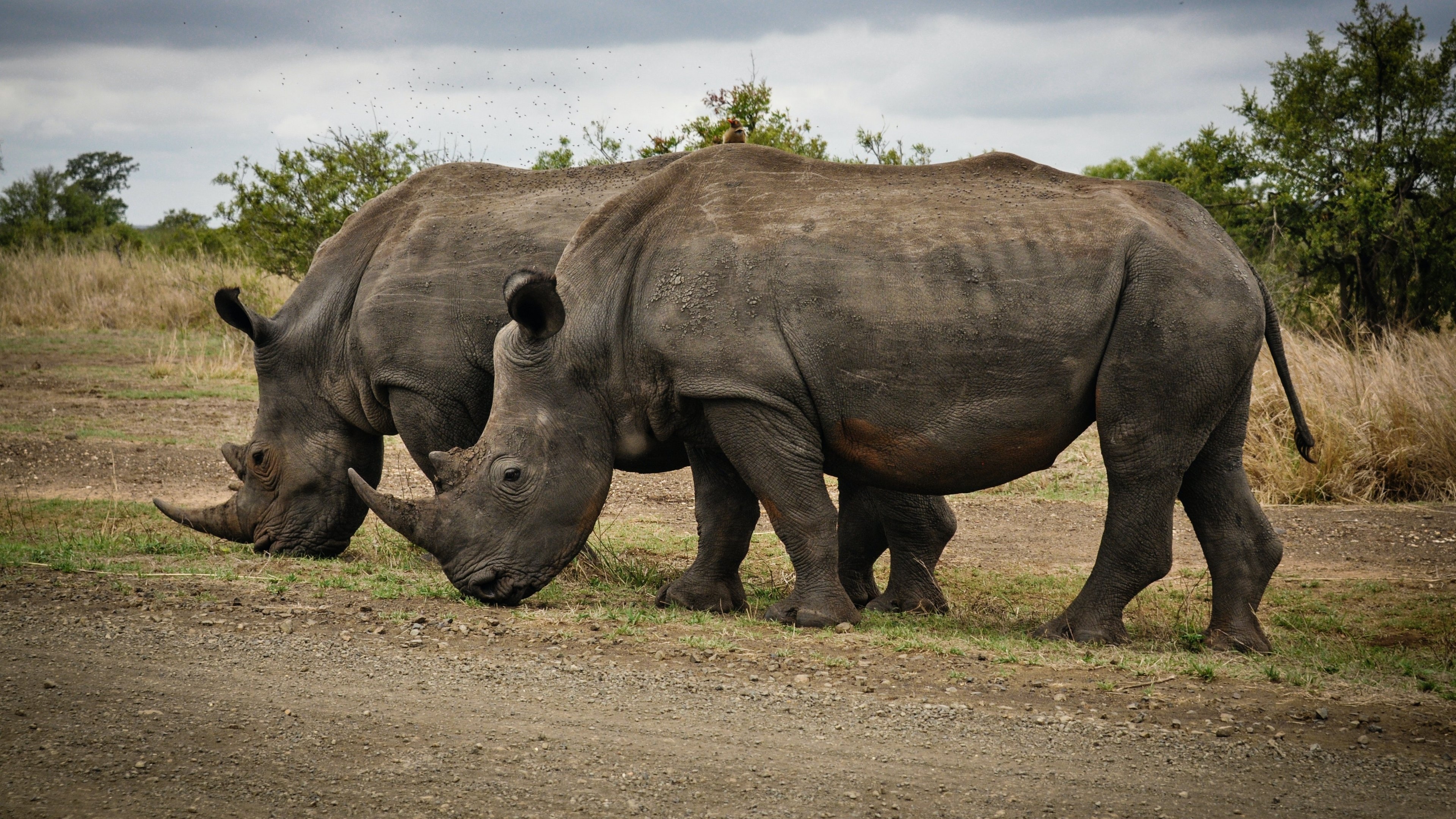 Couple, Rhino Wallpaper, 3840x2160 4K Desktop