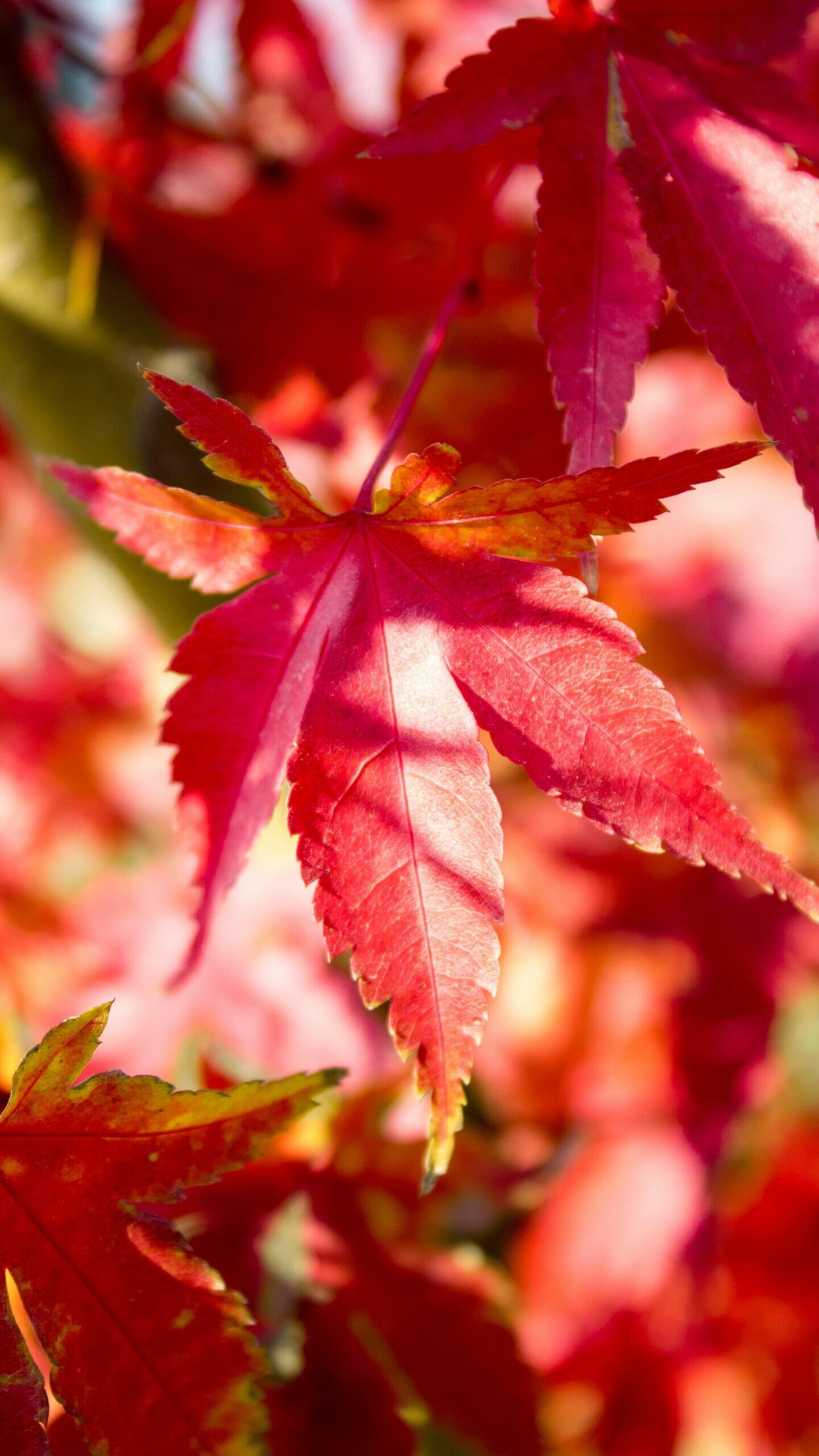 Red tree leaf, Full HD, Wallpaper download, 1440x2560 HD Phone