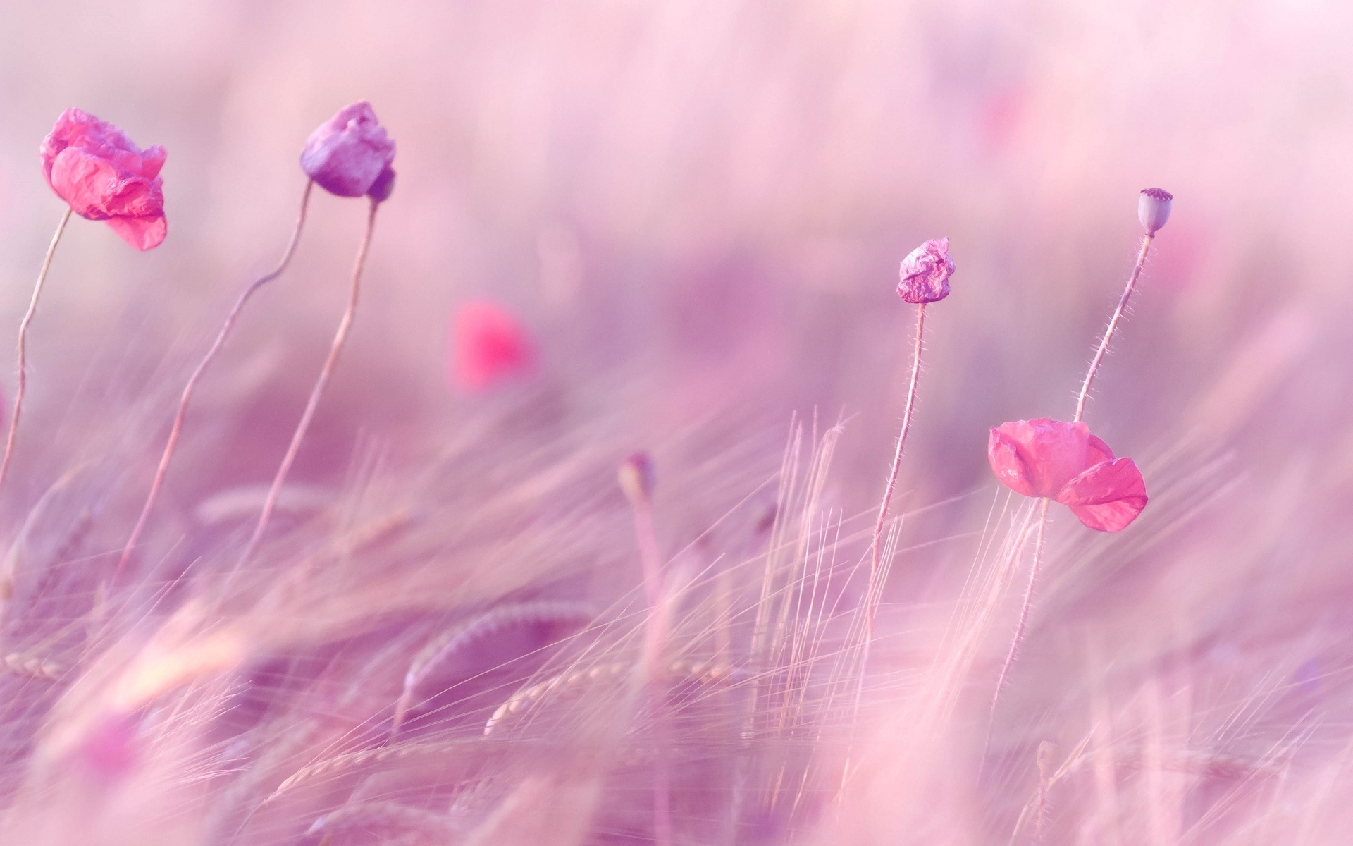 Pink and purple flowers, Desktop wallpapers, 1920x1200 HD Desktop