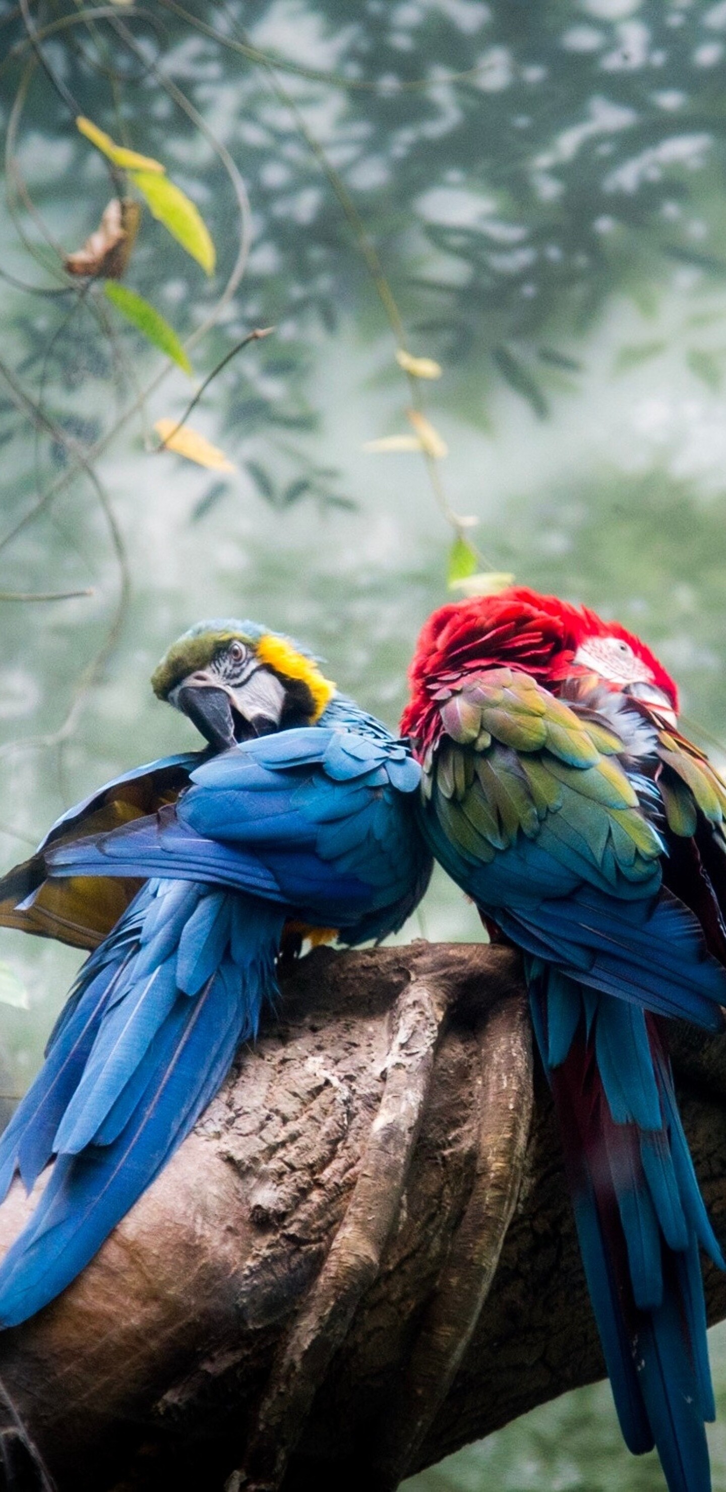 Parrot animals, Colorful parrots couple, Galaxy Note 9, S9, 1440x2960 HD Phone