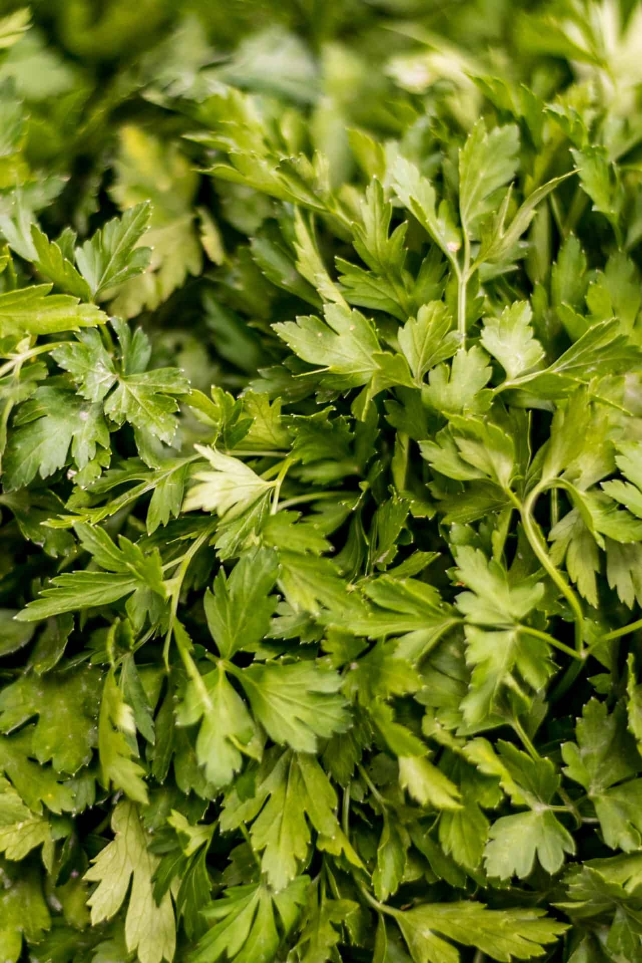 Parsley herb, Flat leaf variety, Leons Fruit Shop, Fresh and flavorful, 1290x1920 HD Phone