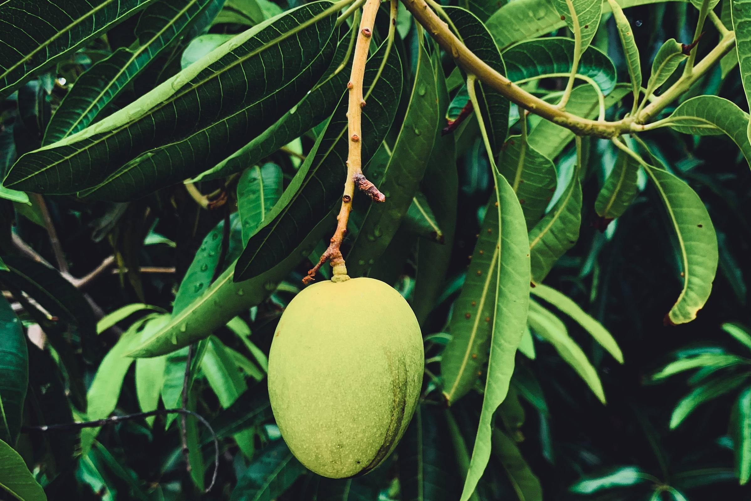 Mango cultivation, Healthy fruit, Garden center, Quality plants, 2400x1600 HD Desktop