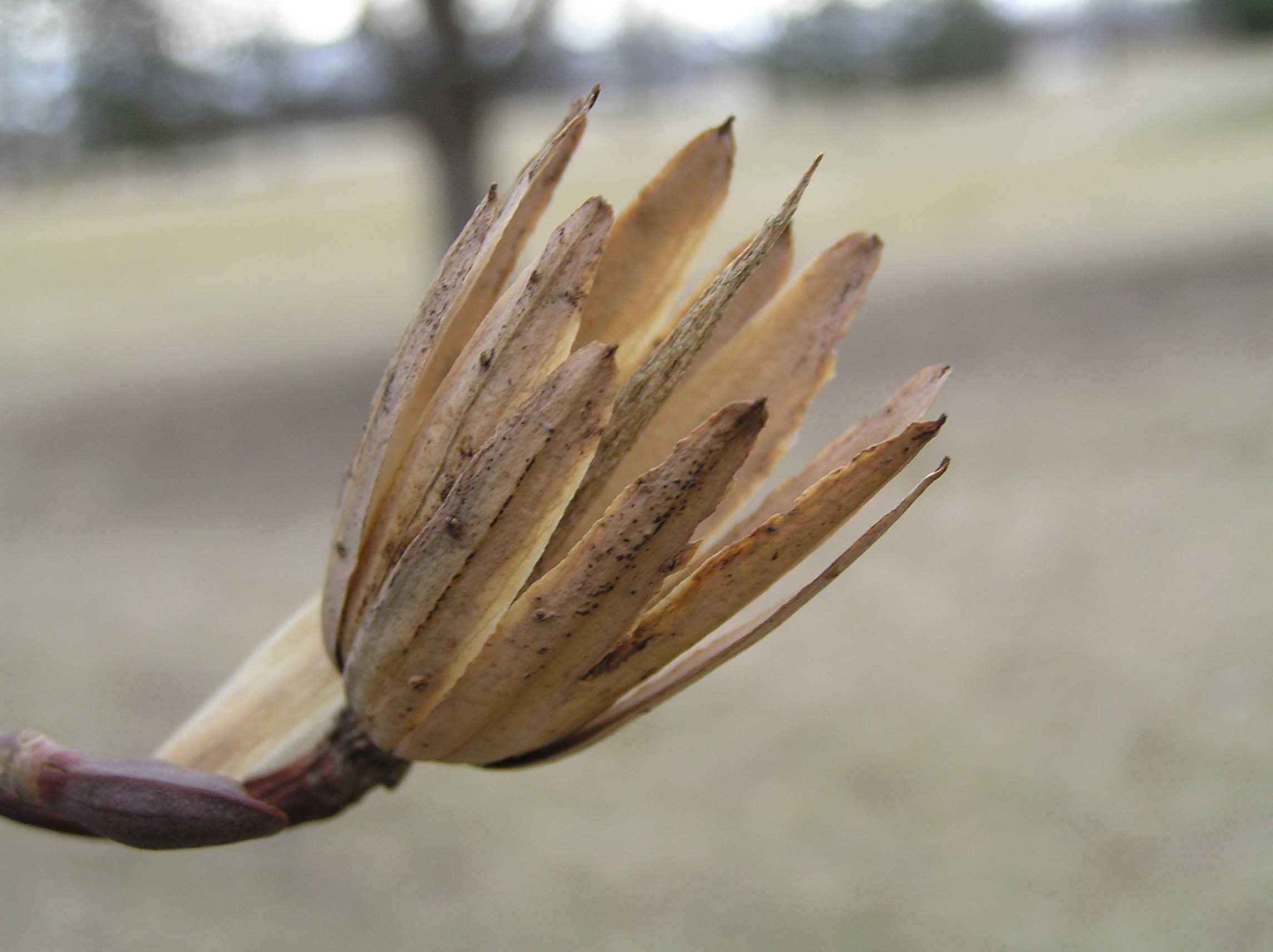 Tuliptree, Purdue Fort Wayne, 2290x1720 HD Desktop