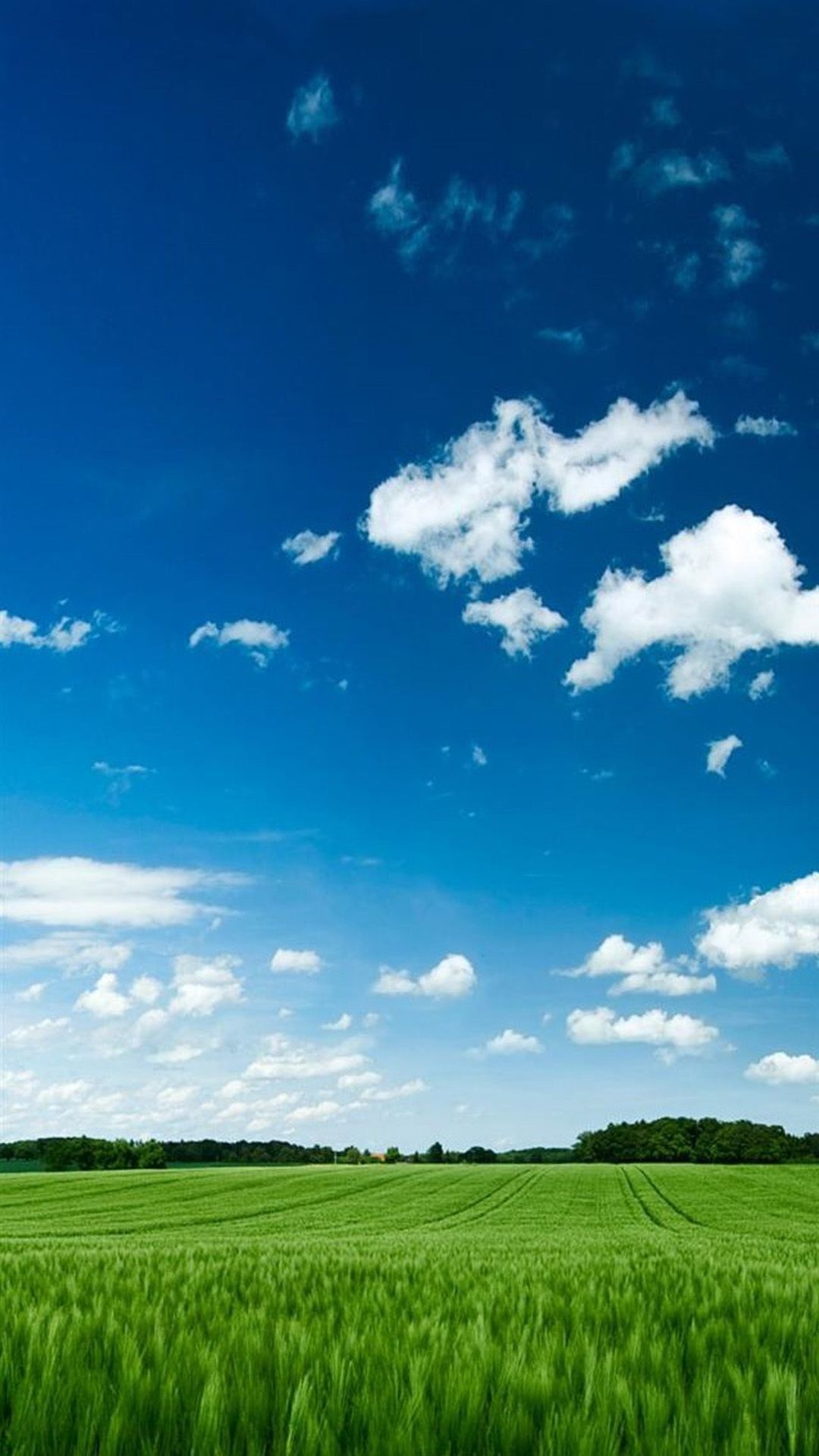 green wheat field, white cumulus clouds, bright blue sky, Full HD Phone wallpaper