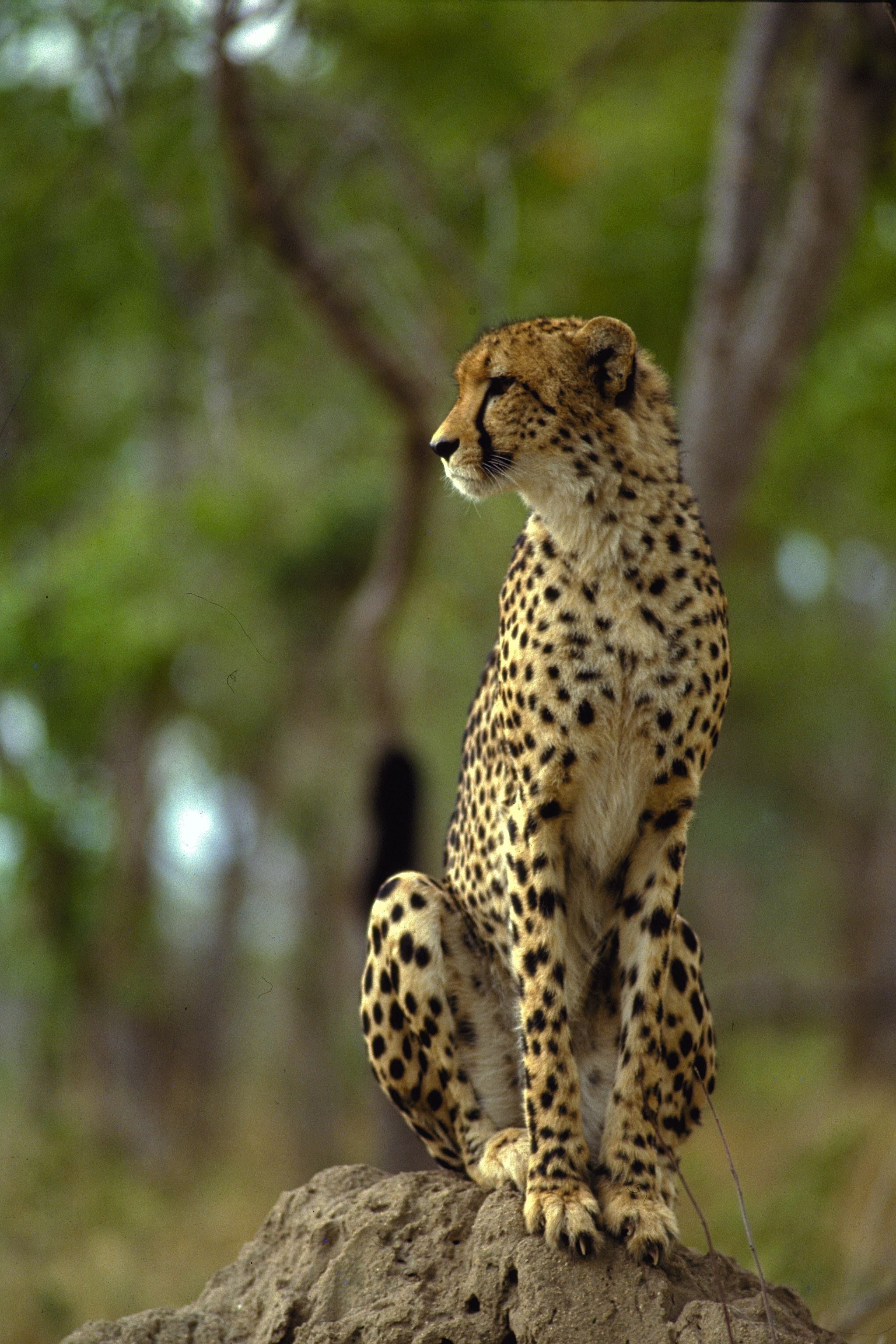 Mala Mala Reserve, Cheetah Wallpaper, 2050x3080 HD Phone