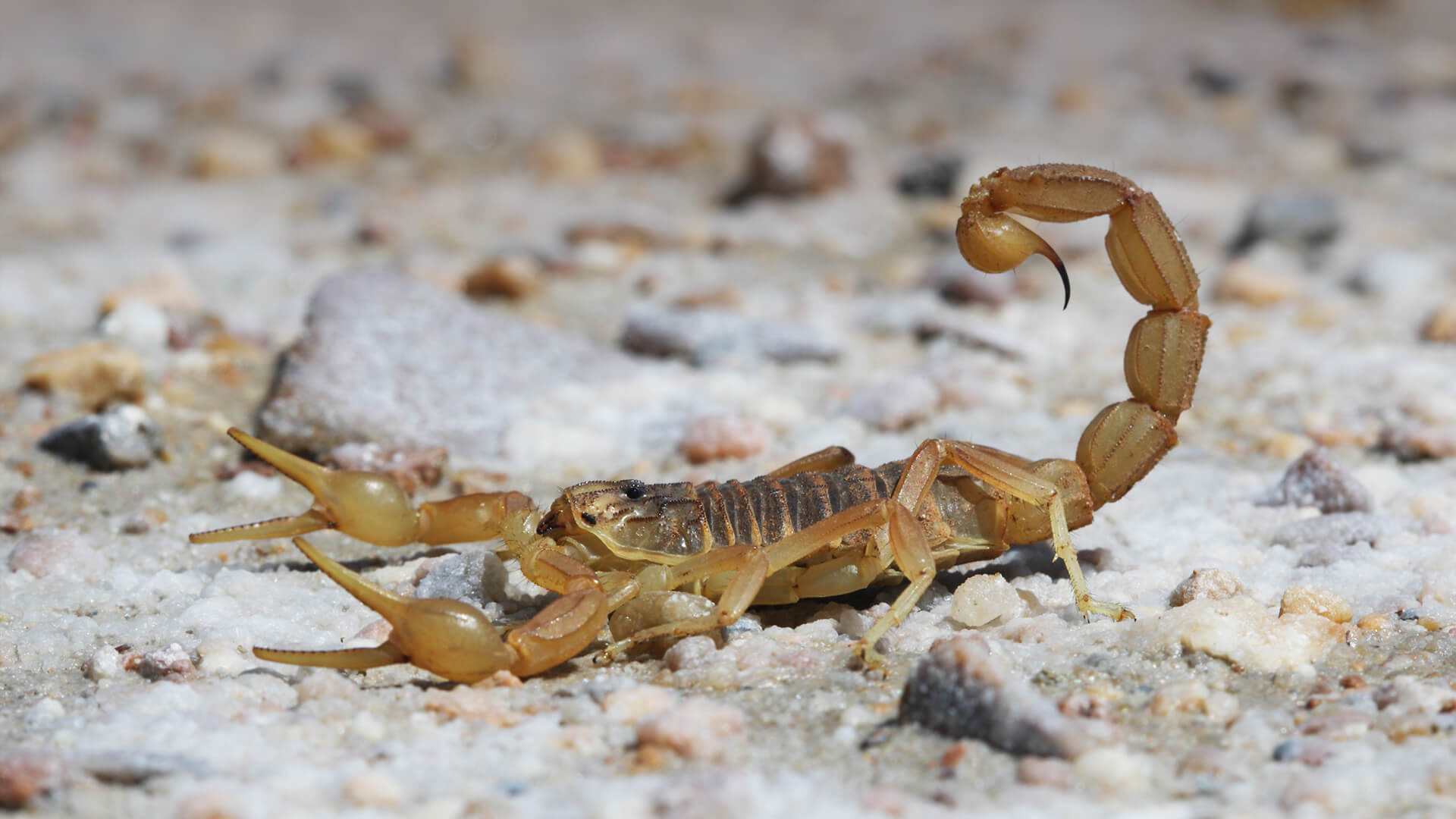 Leiurus abdullahbayrami, Scorpions Wallpaper, 1920x1080 Full HD Desktop