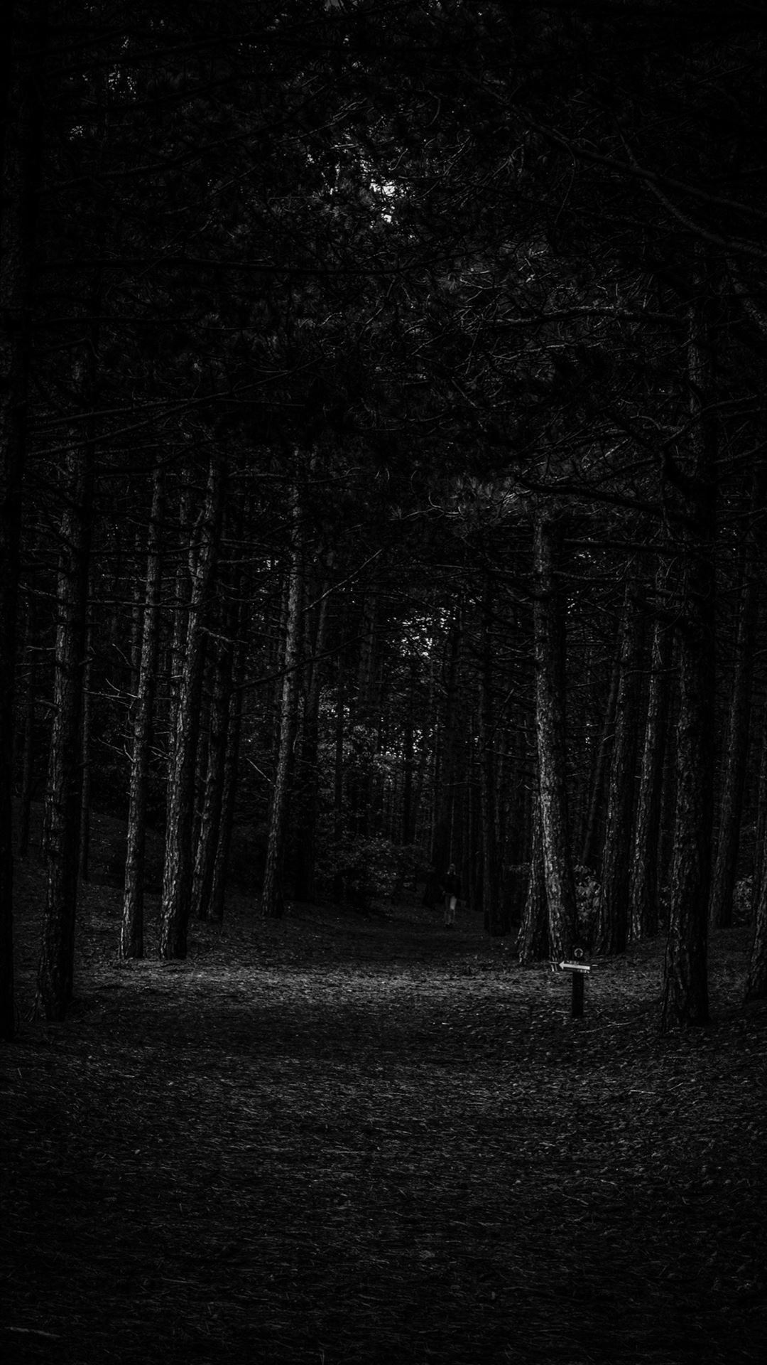 directional arrow trail marker, dark pine forest trail, dense conifer tree canopy, Full HD Phone wallpaper