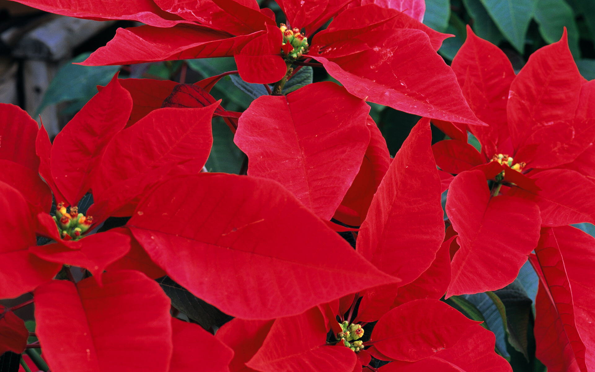 Poinsettia aesthetic, Mobile wallpapers, Floral elegance, Festive phone dcor, 1920x1200 HD Desktop