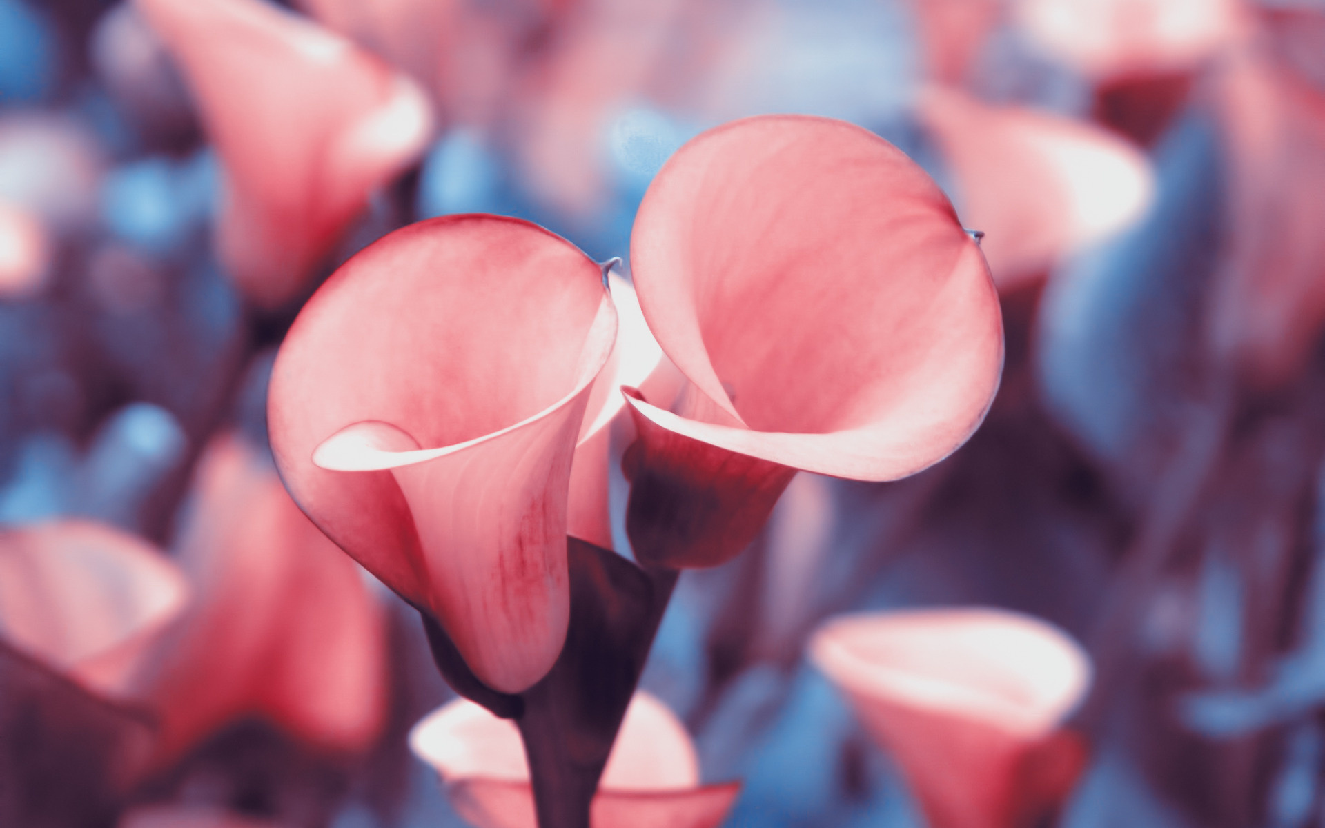 Calla Lily, High definition wallpaper, Captivating beauty, Flower power, 1920x1200 HD Desktop
