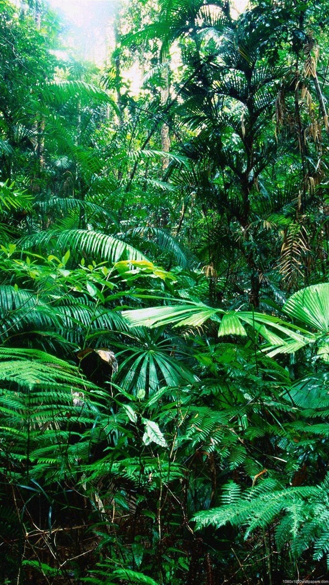 Amazon Forest wallpaper, HD, 1080x1920 Full HD Phone