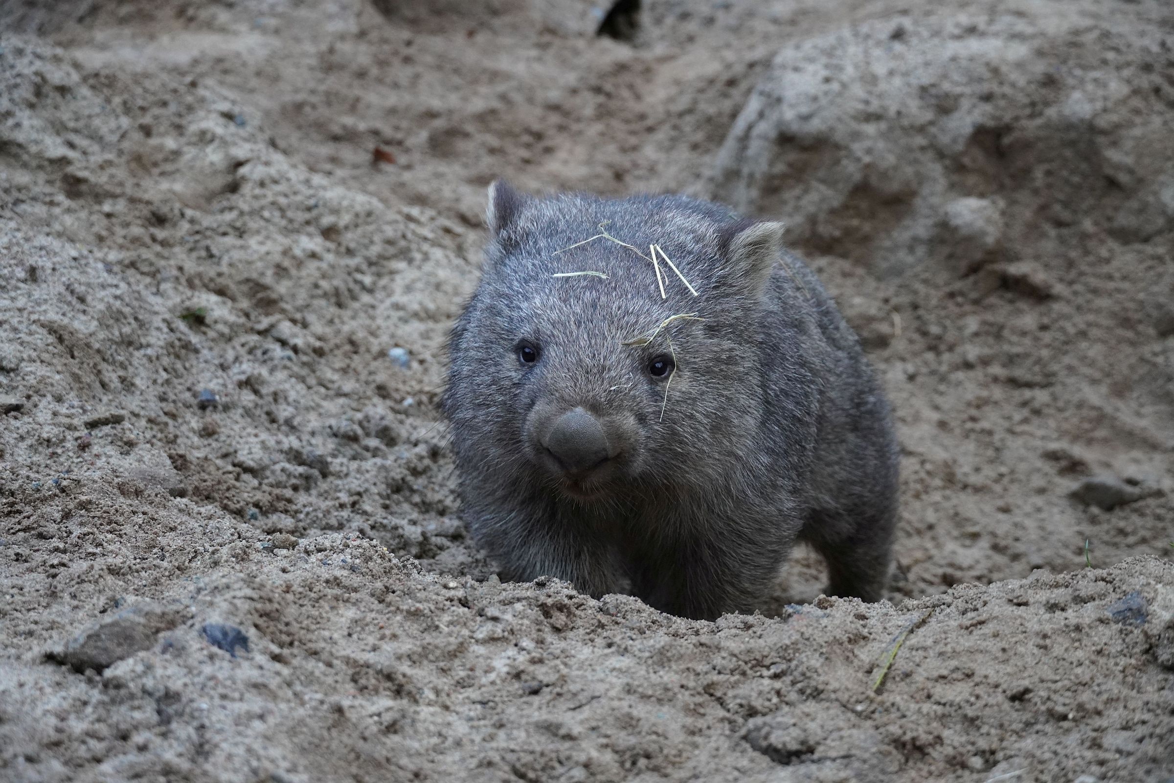 Cooper's journey, Growing up wombat, Zoo Hannover, 2400x1600 HD Desktop